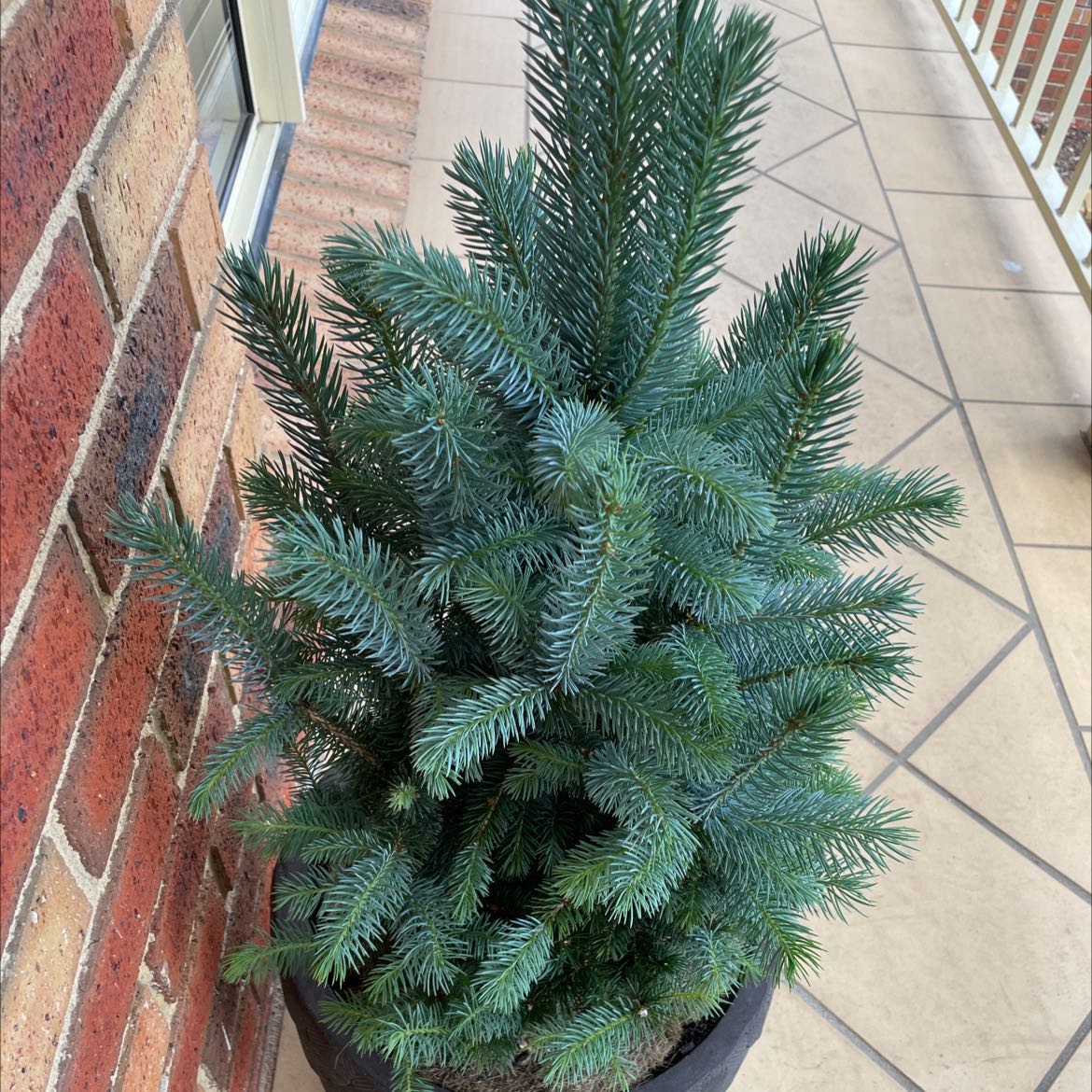 Healthy Blue Spruce plant in a pot on a tiled balcony.