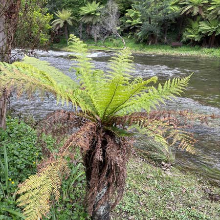 Photo of the plant species Australian Tree-Fern by @BabyBluebroom named Your plant on Greg, the plant care app