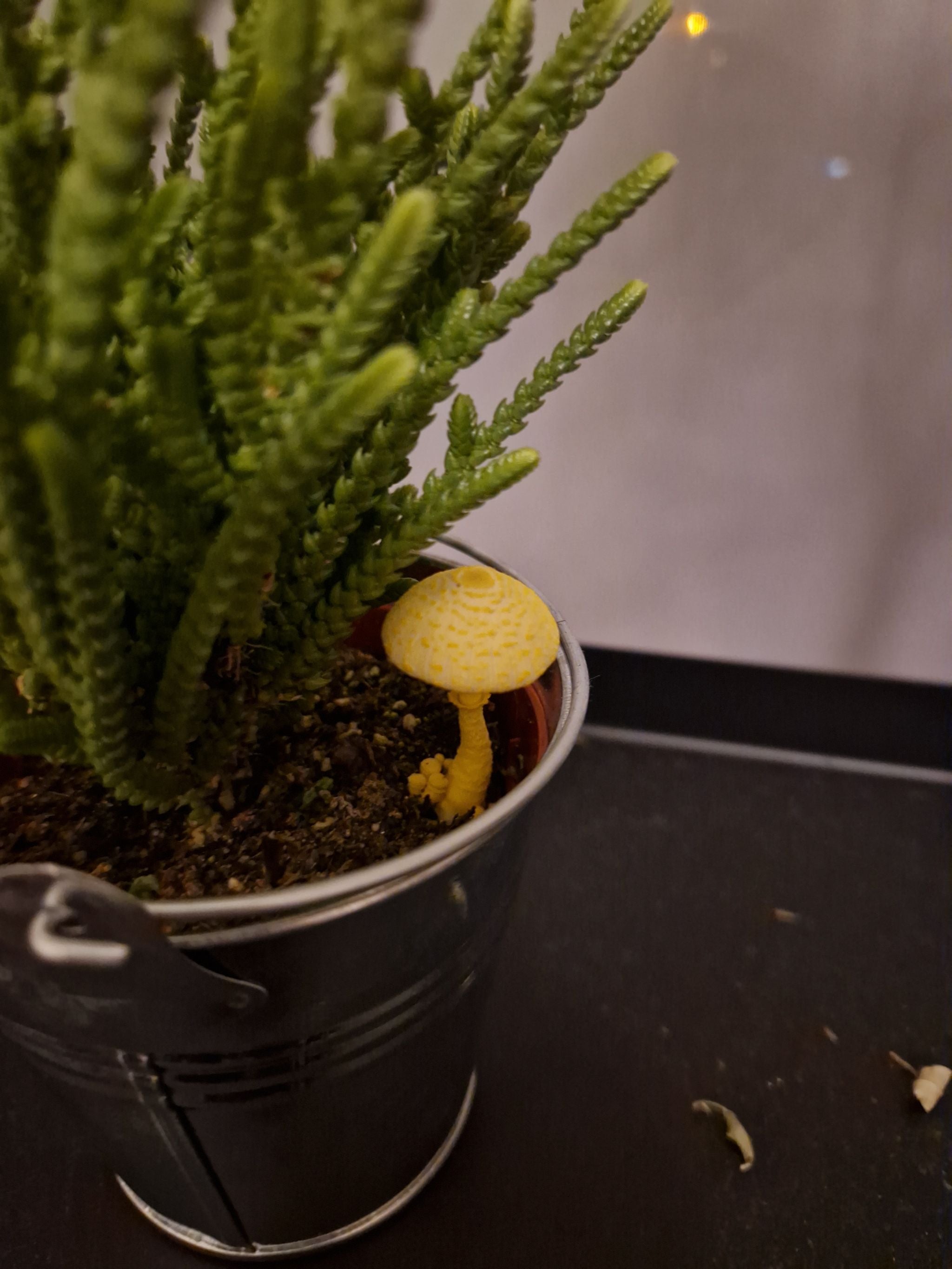 What to Do About Black Spots on Your Crassula 'Lemon & Lime' 🍋