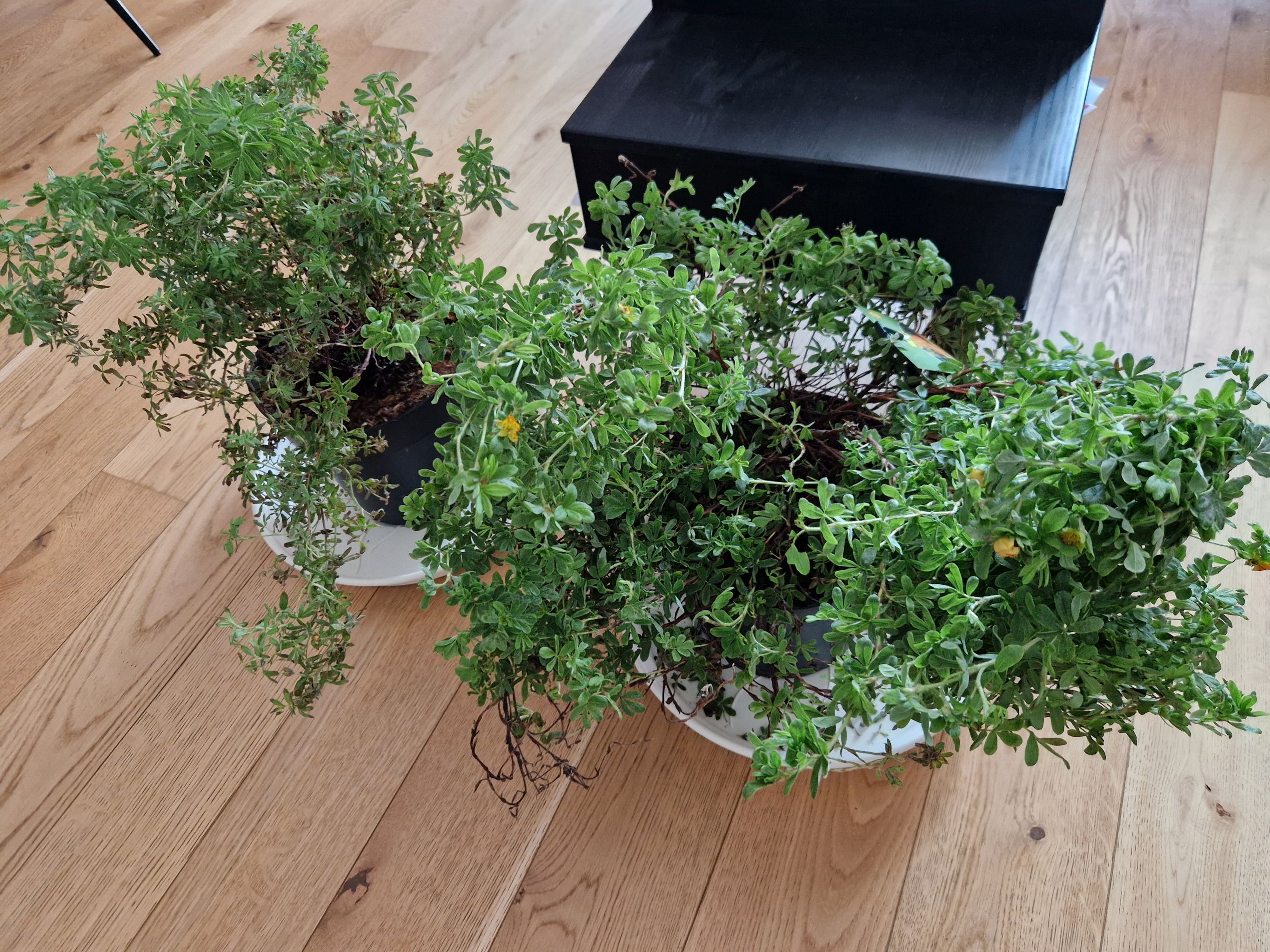 Photo from the post