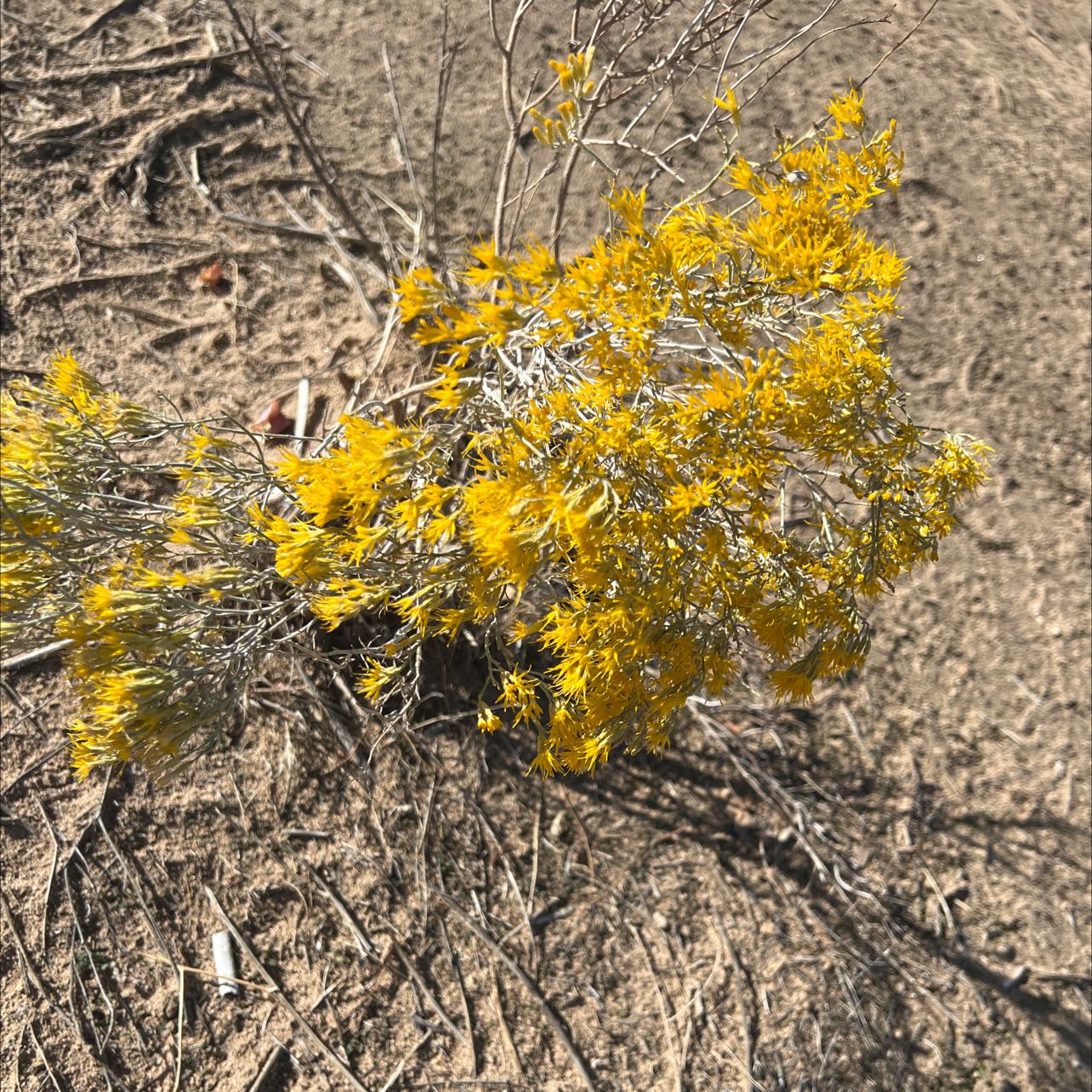 Italian Strawflower uploaded to the Greg plant app by @ManyHeketara