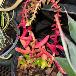 Red Pagoda plant