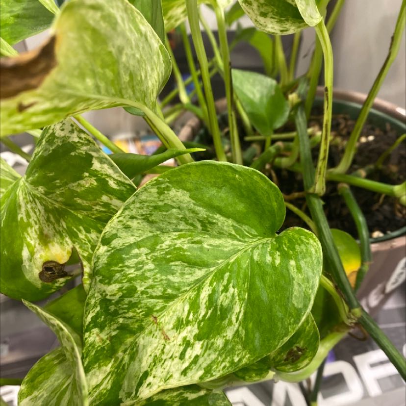 Photo of the plant species Marble Queen Pothos by @ArtisticPuka named Your plant on Greg, the plant care app