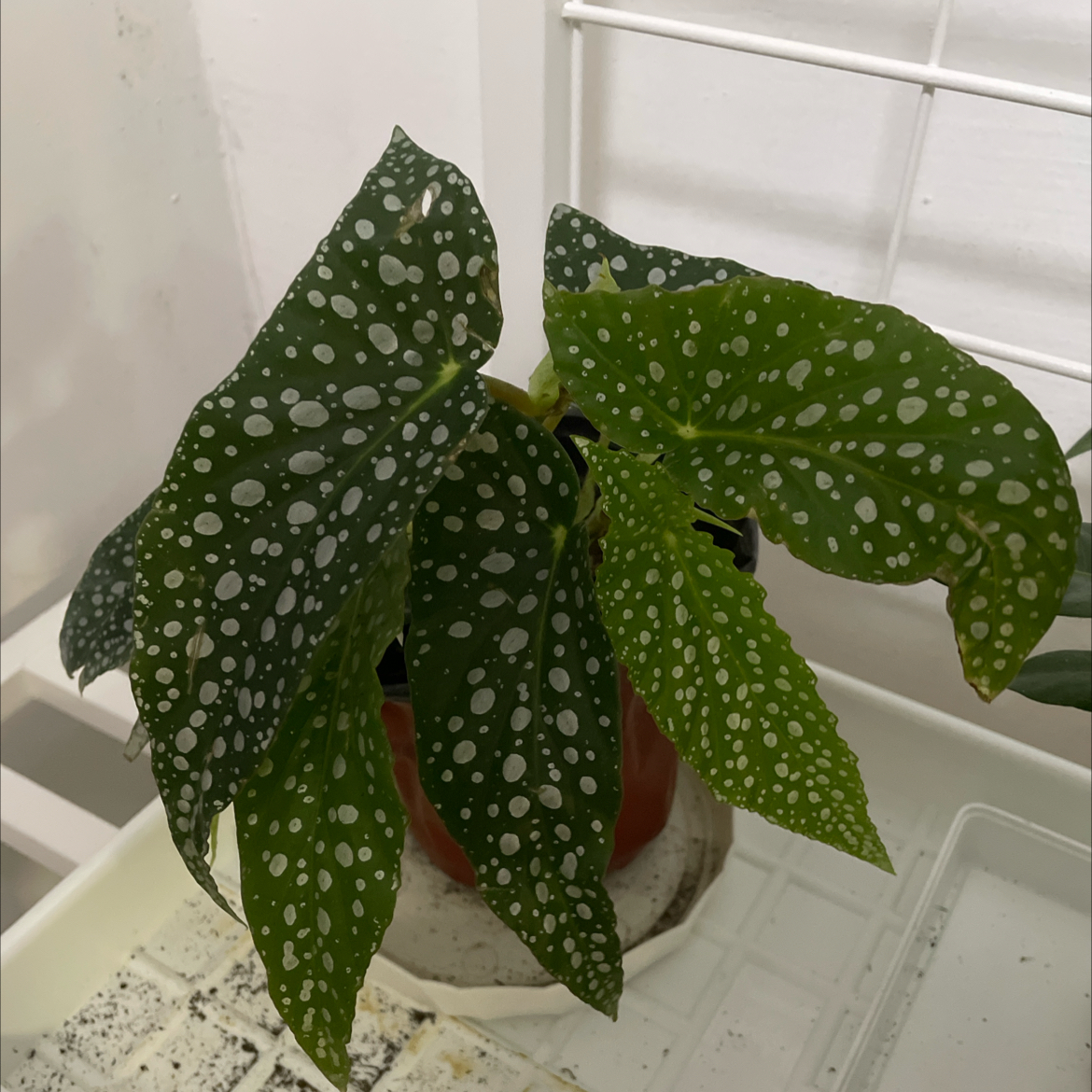 Photo of the plant species Polka dot begonia by @RadDwarfrose named 白冰 on Greg, the plant care app