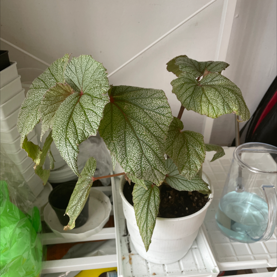 Photo of the plant species Begonia 'Sinbad' by @RadDwarfrose named 辛巴达 on Greg, the plant care app