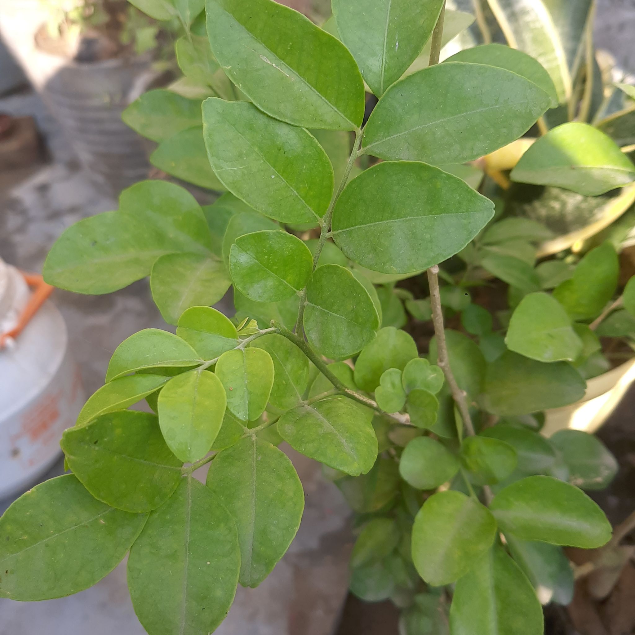 Image of a healthy Mock Orange plant with green leaves.