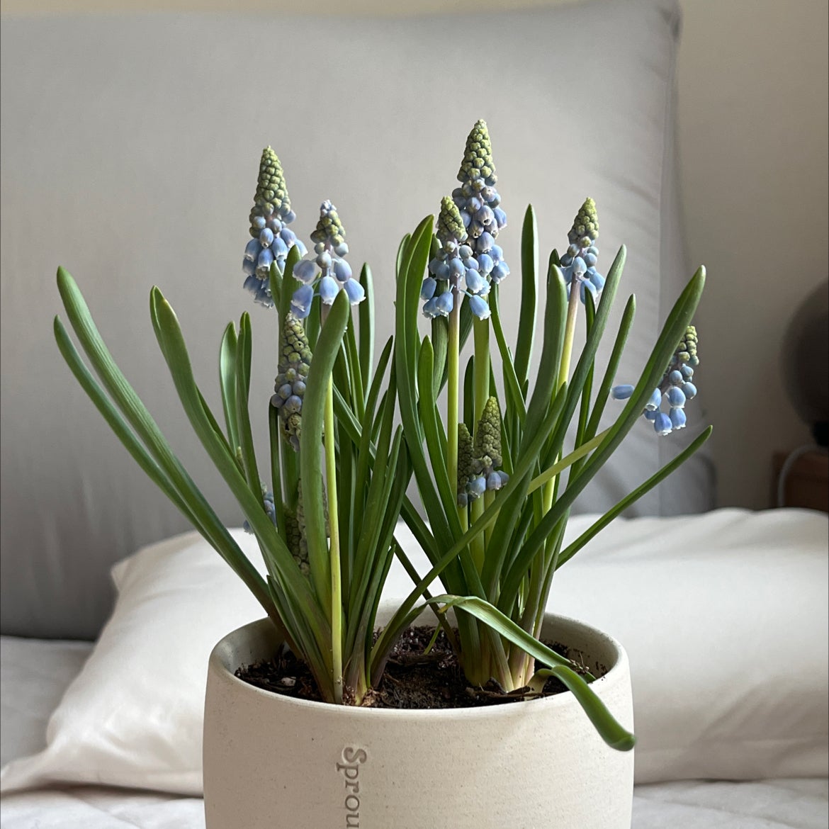 🌷 Why Are My Grape Hyacinth Leaves Falling Over?