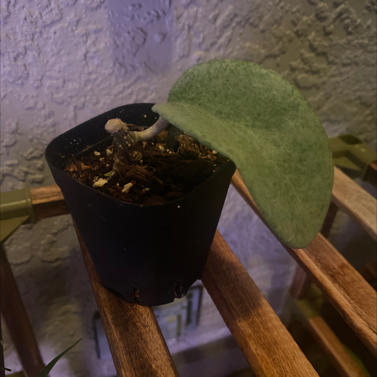 Photo of the plant species Grey Ghost Hoya Carnosa by @FunWhitecoral named ChloroPhil on Greg, the plant care app
