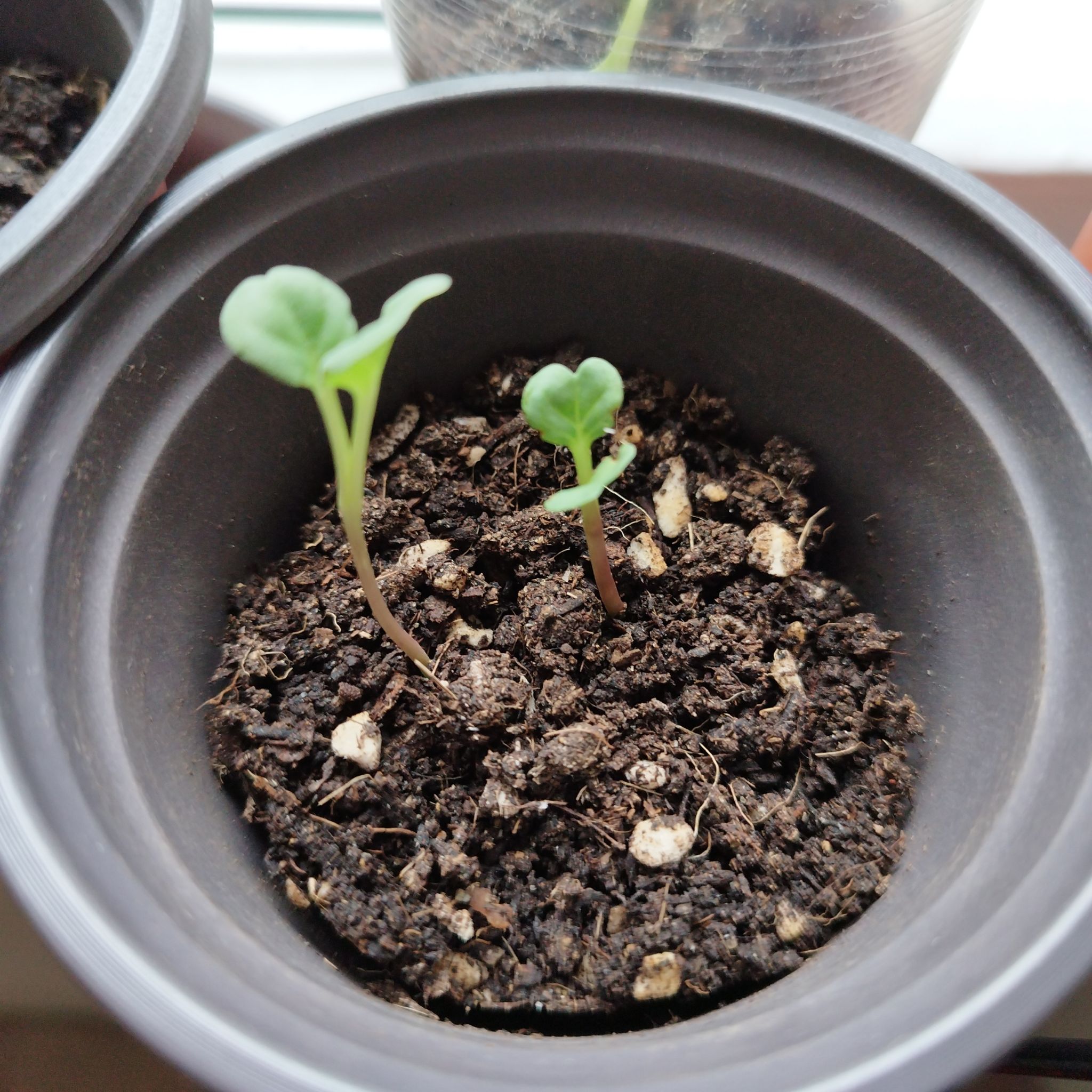 Two healthy Mexican Morning Glory seedlings in a pot with visible soil.