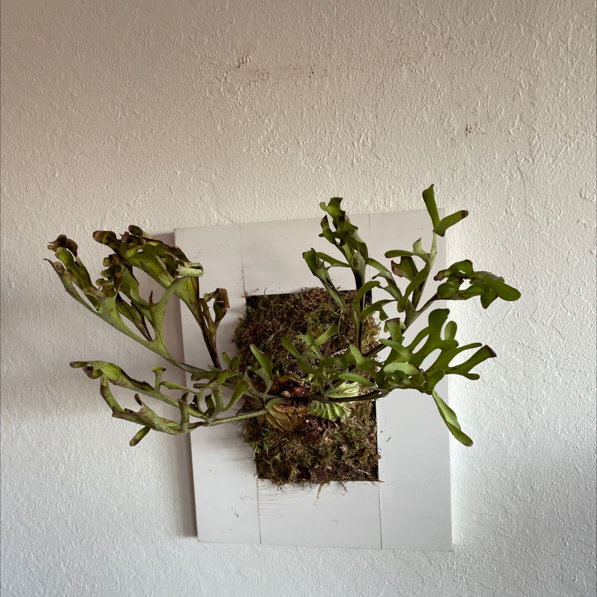 Personalized Ridley S Staghorn Fern Care Water Light Nutrients Greg App