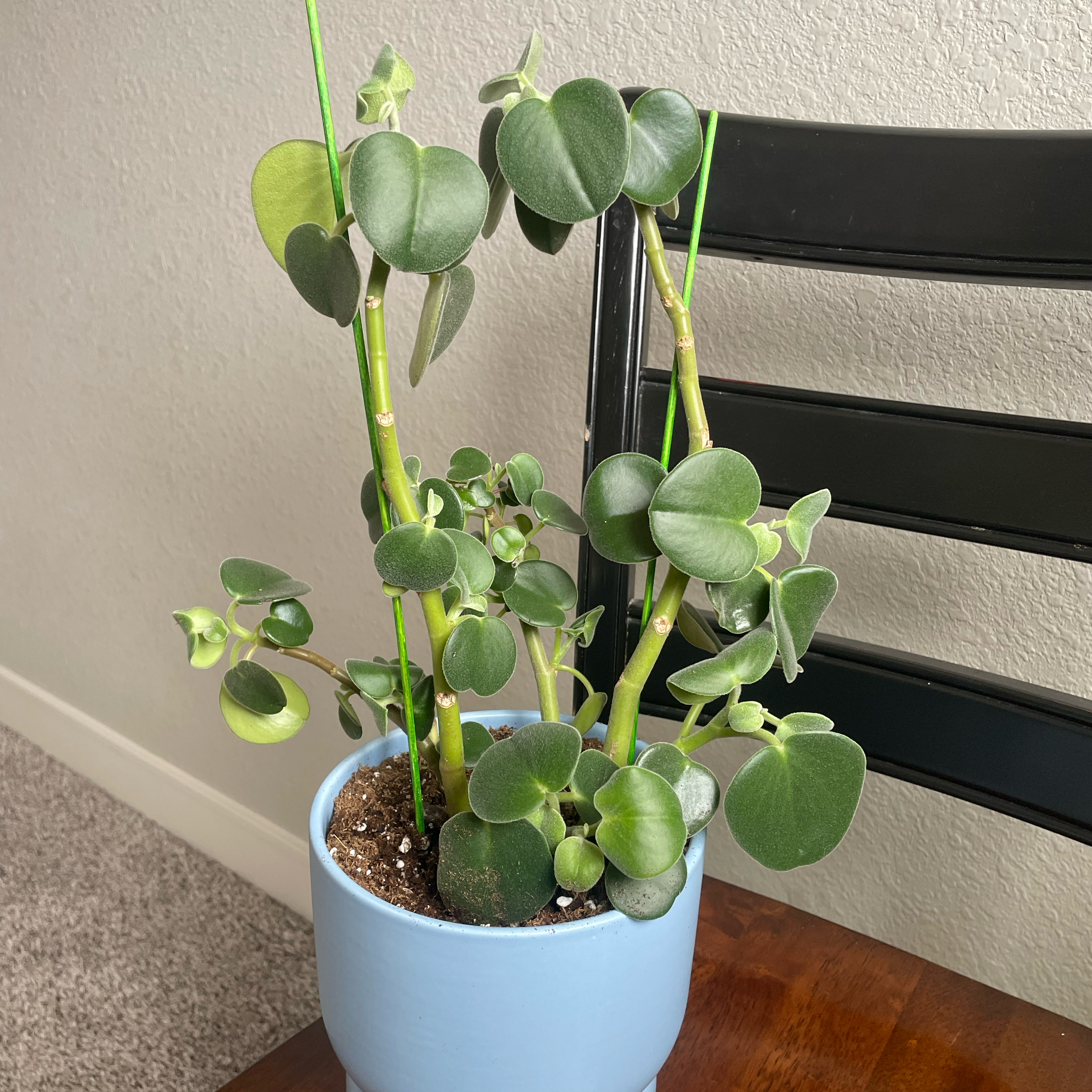 Felted Peperomia plant in a blue pot, healthy with visible soil.