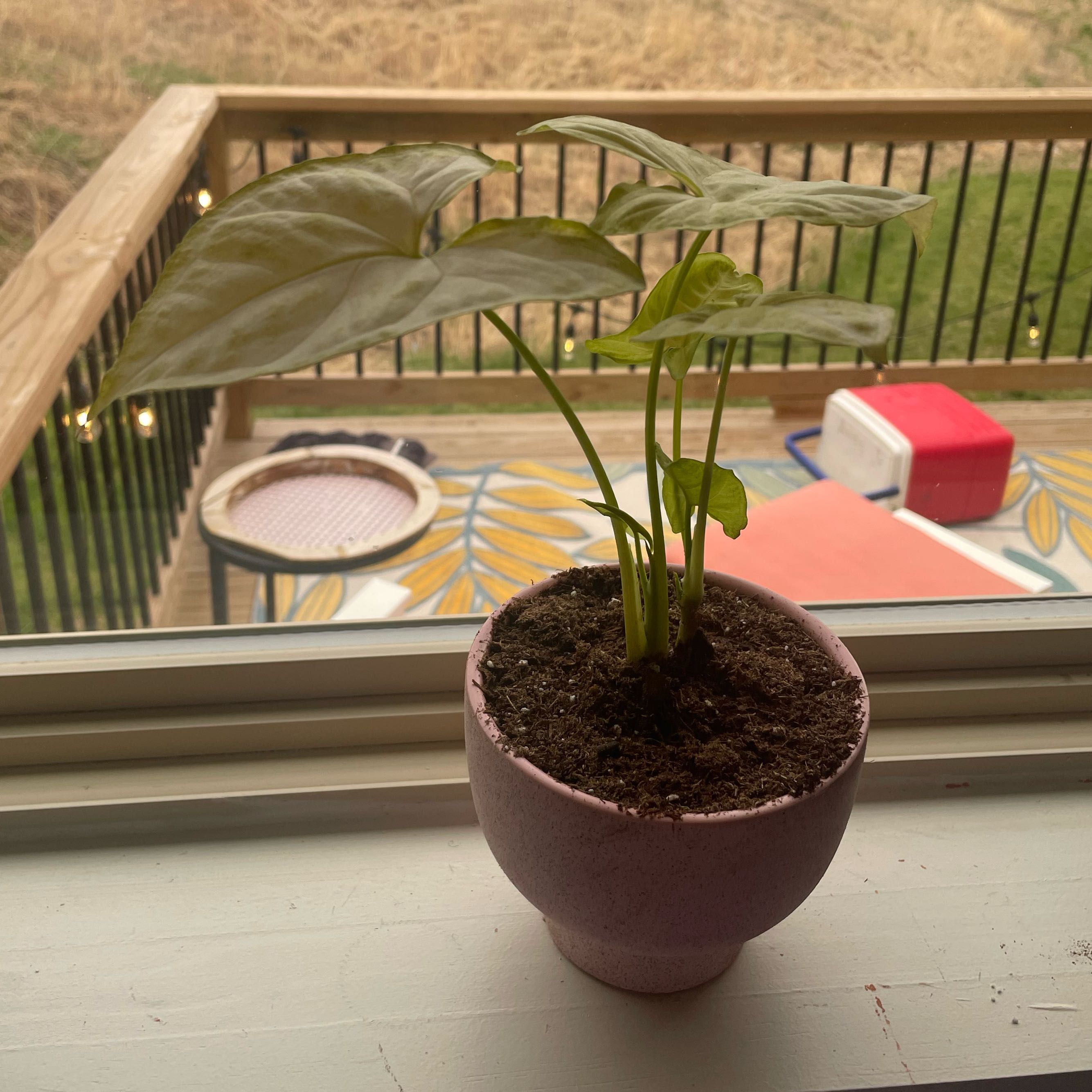 Potted Creamsicle Arrowhead Plant on a windowsill with a balcony in the background.