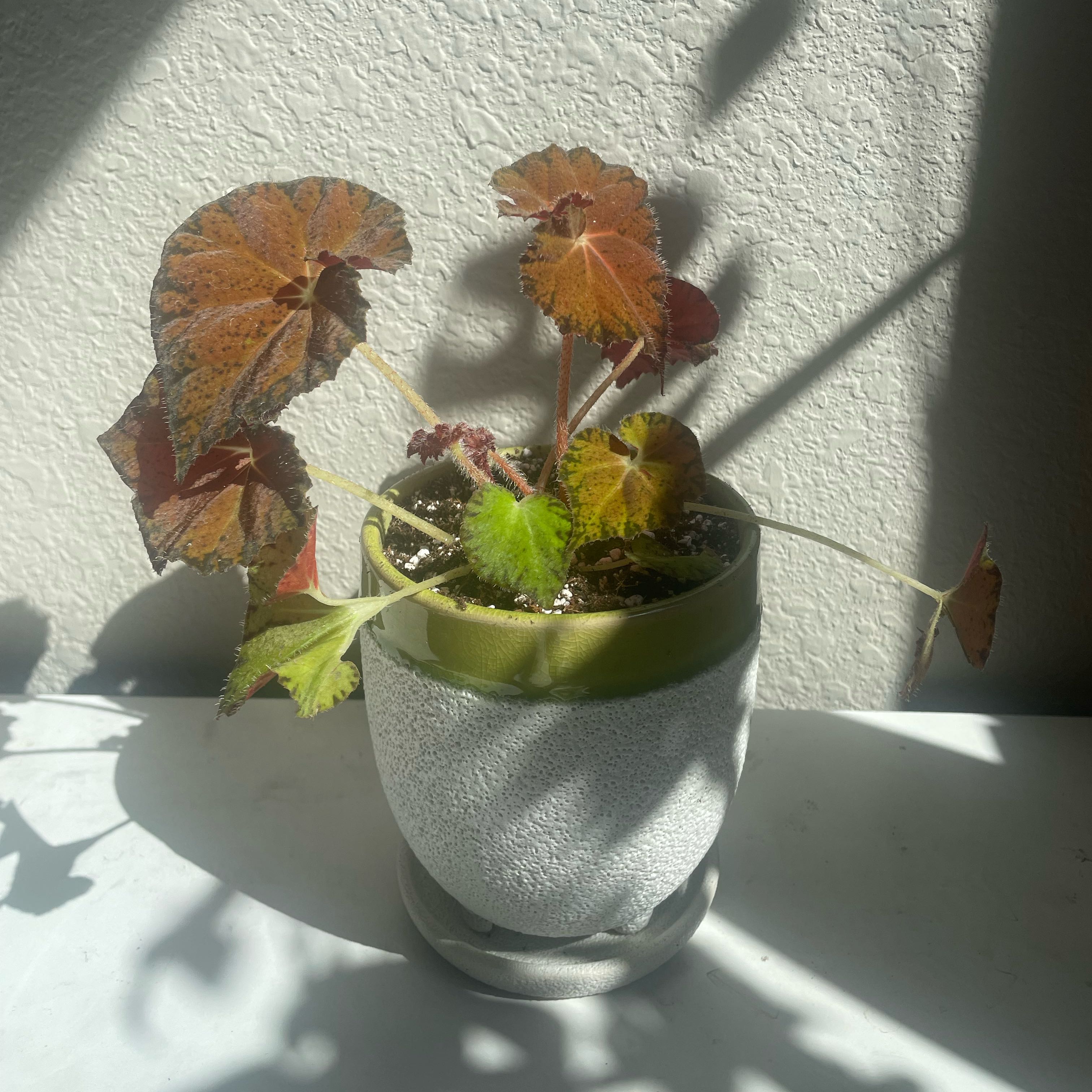 Photo of the plant species Harmony's Hot Spot Rex Begonia by @UnspoiledOkra named Ace on Greg, the plant care app