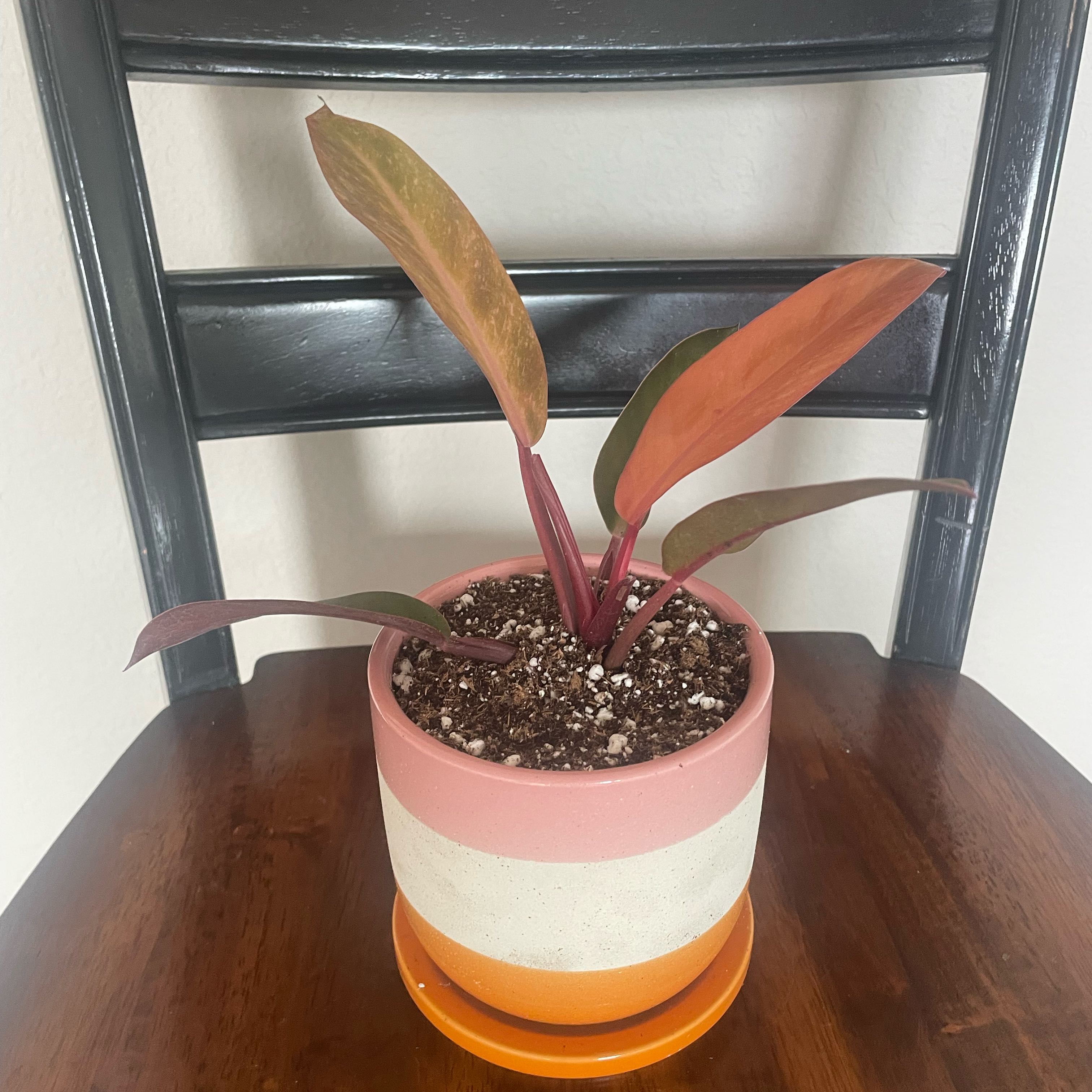 Photo of the plant species Kathleen philodendron by @UnspoiledOkra named Rosalind on Greg, the plant care app