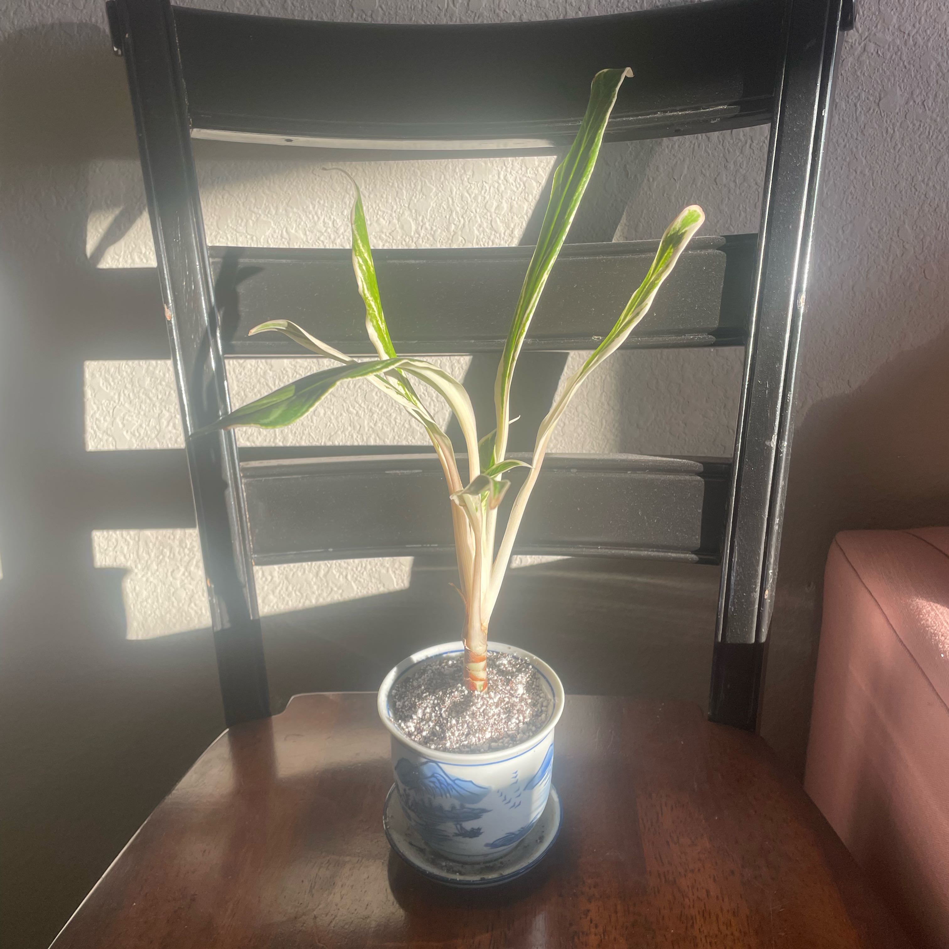 Photo of the plant species Chinese Evergreen by @UnspoiledOkra named Rice on Greg, the plant care app