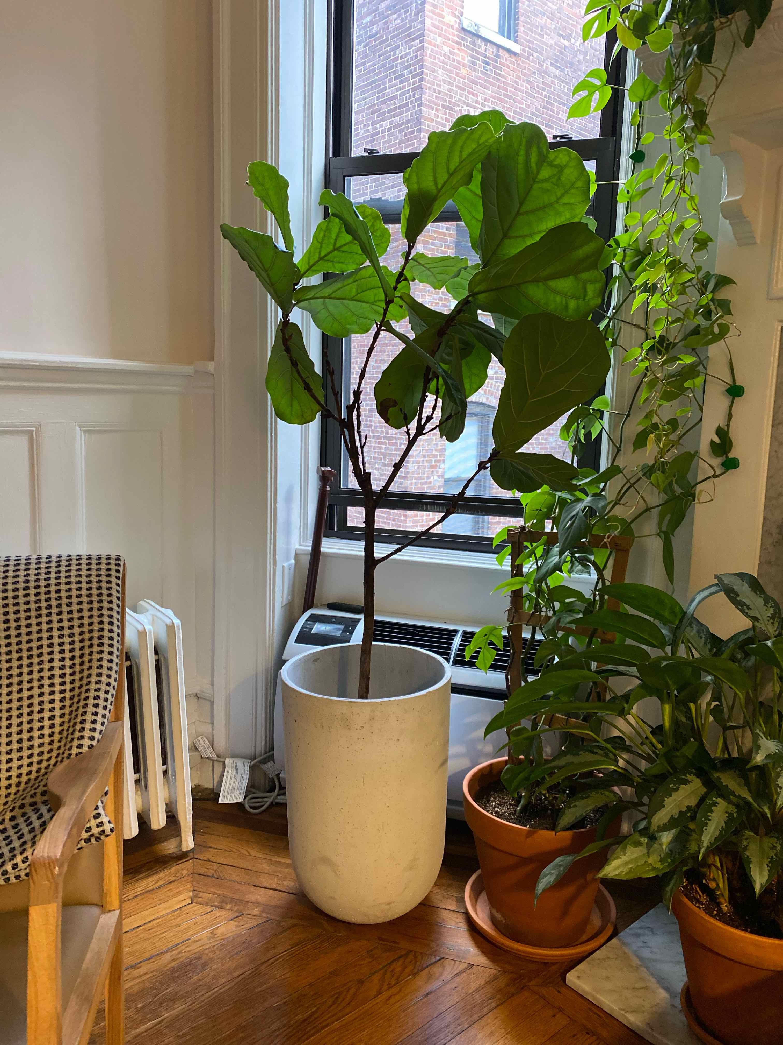 Fiddle Leaf Fig plant photo by @martin named Fergie on Greg, the plant care app.
