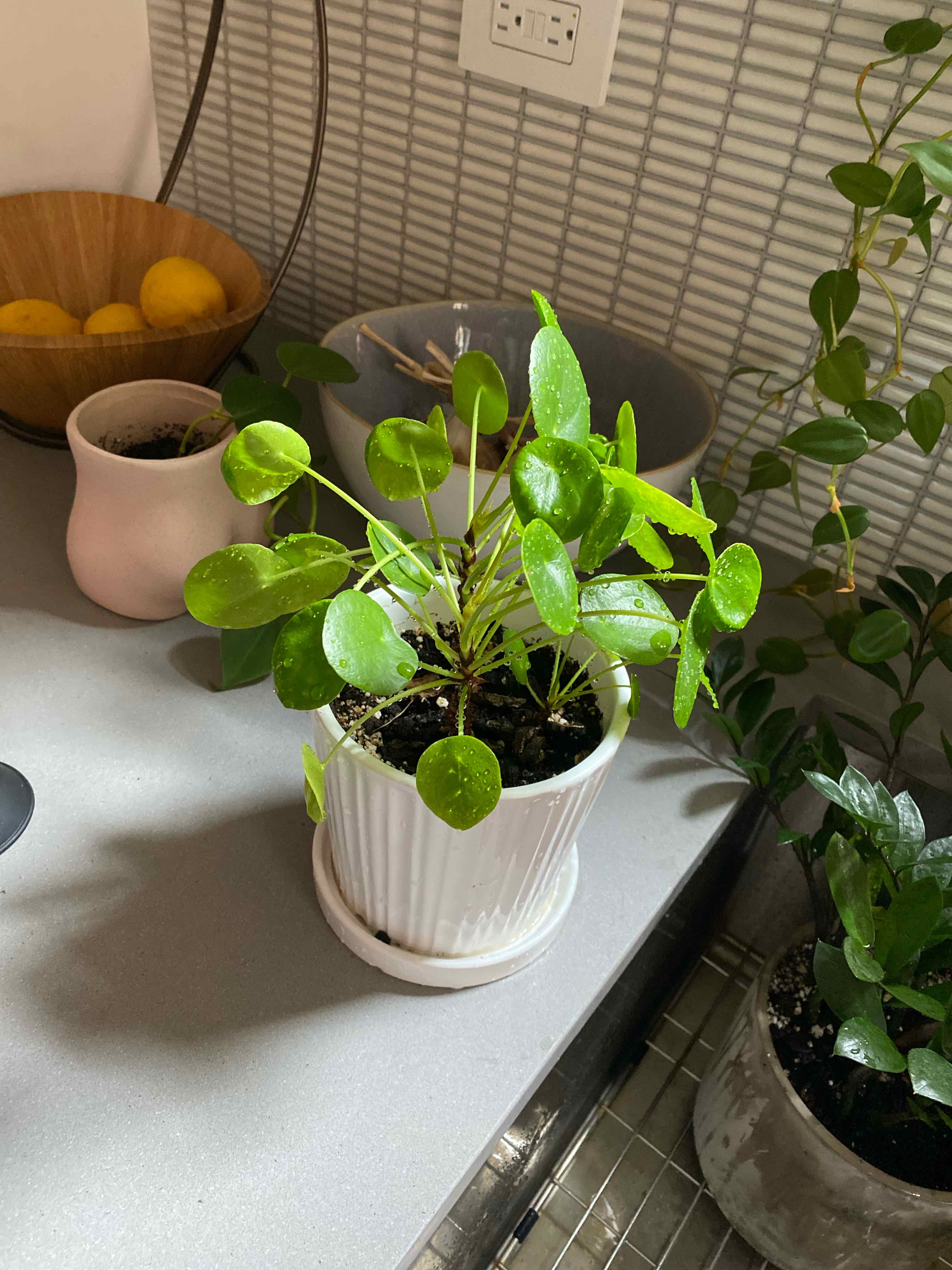 Chinese Money Plant plant photo by @martin named Gloria on Greg, the plant care app.