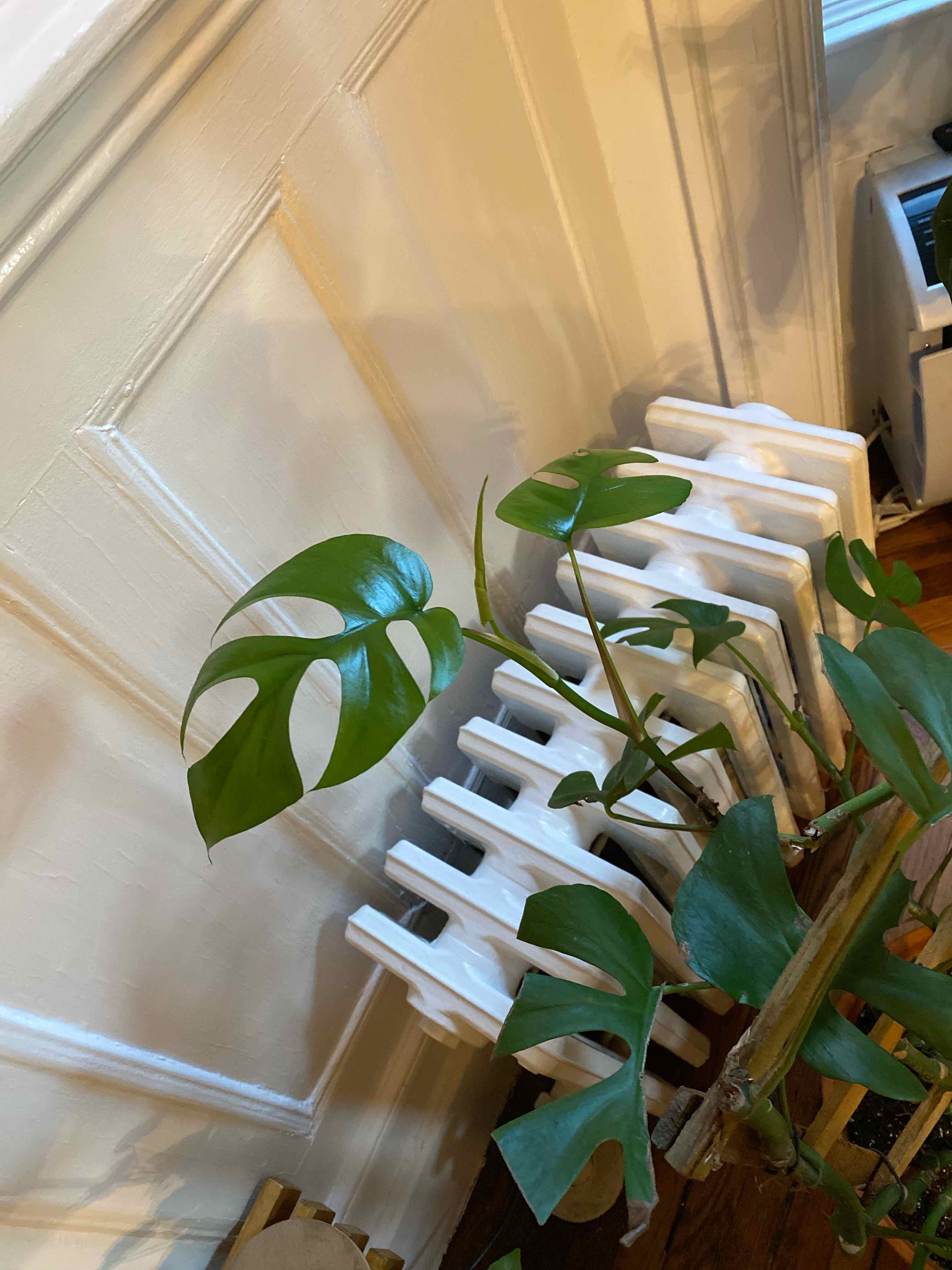 Mini Monstera plant indoors near a radiator with green, healthy leaves.