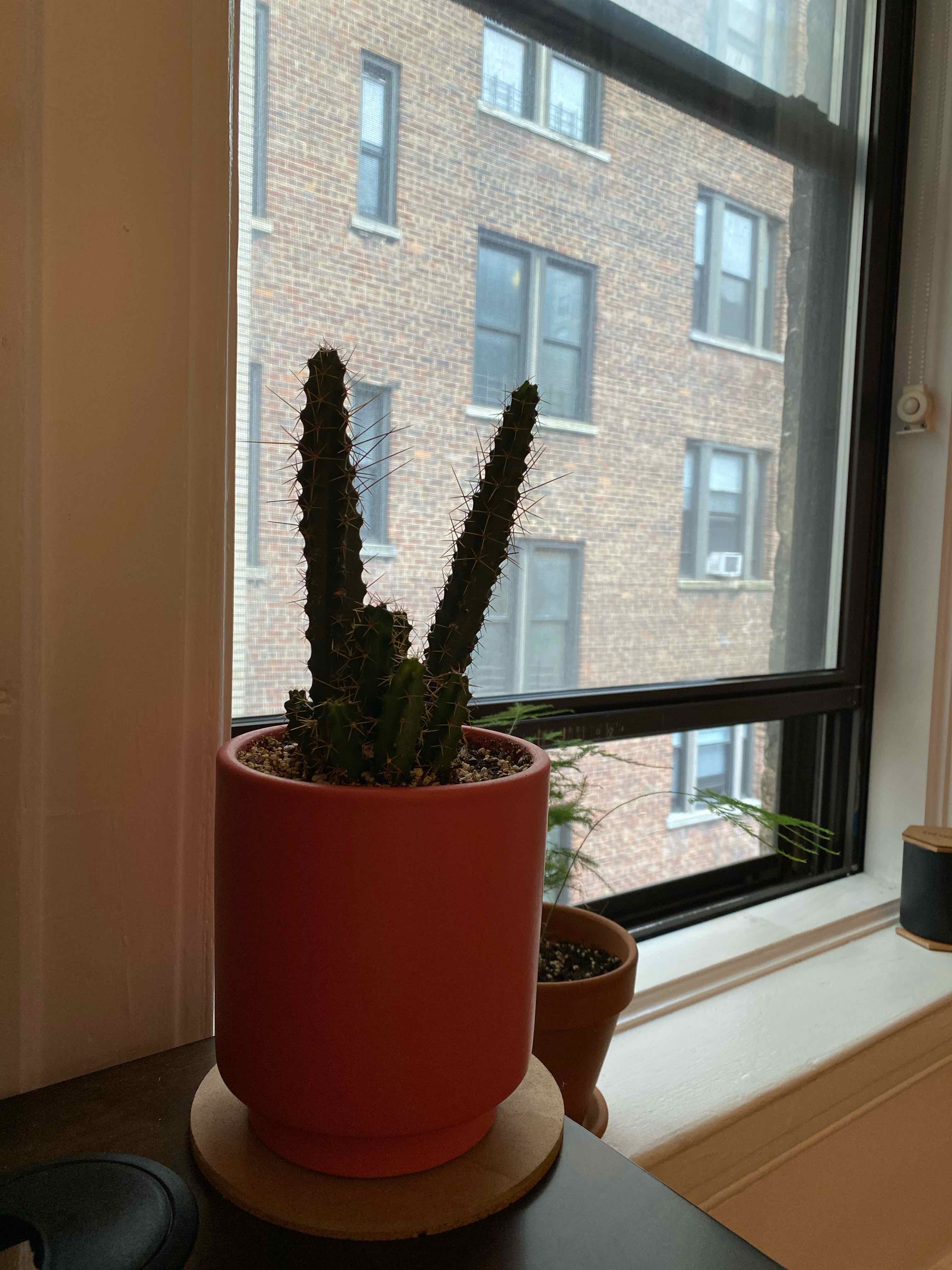 Potted Lady-Finger Hedgehog Cactus on a windowsill with a building view in the background.
