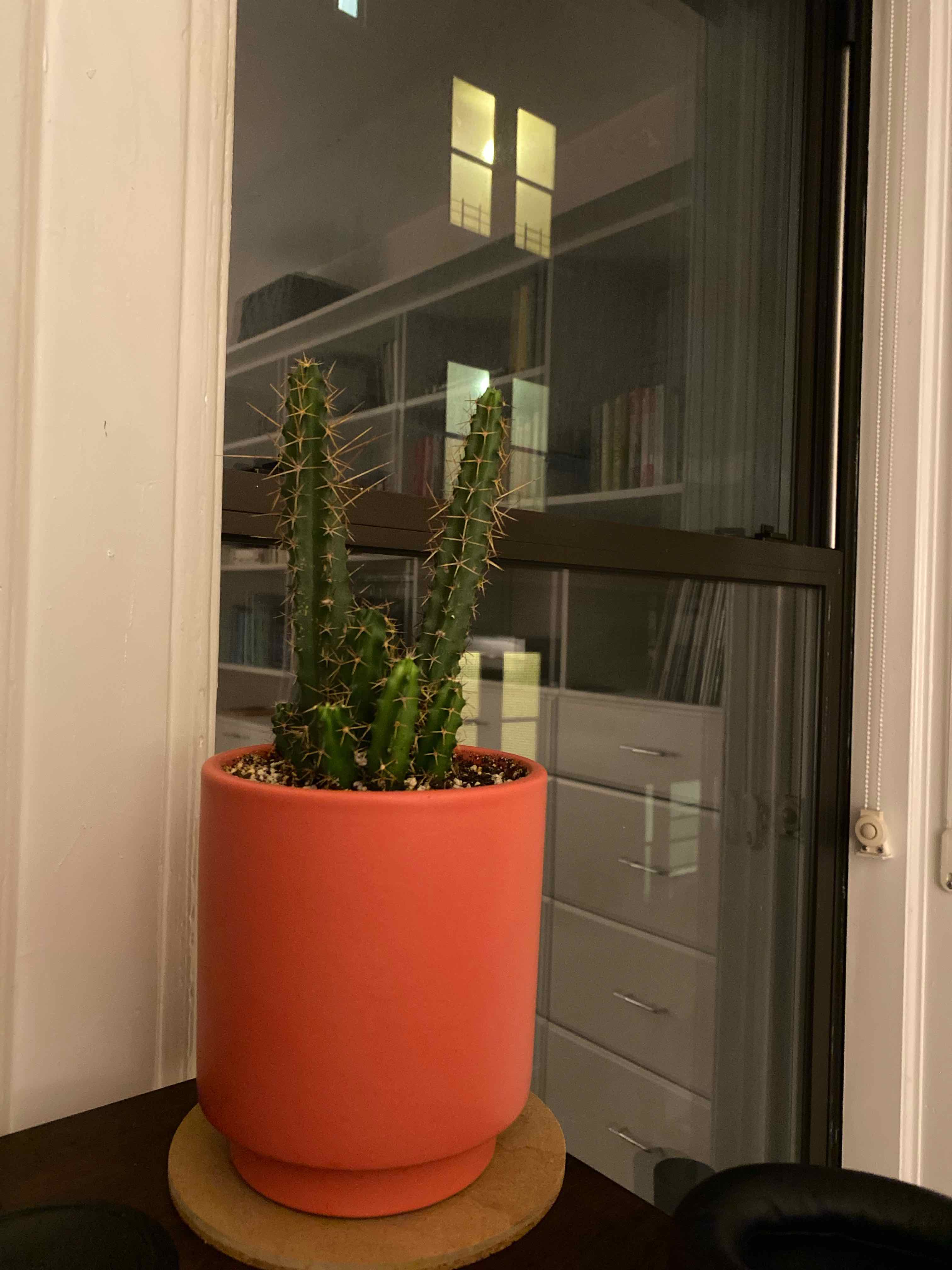 Lady-Finger Hedgehog Cactus in a red pot near a window, appears healthy.