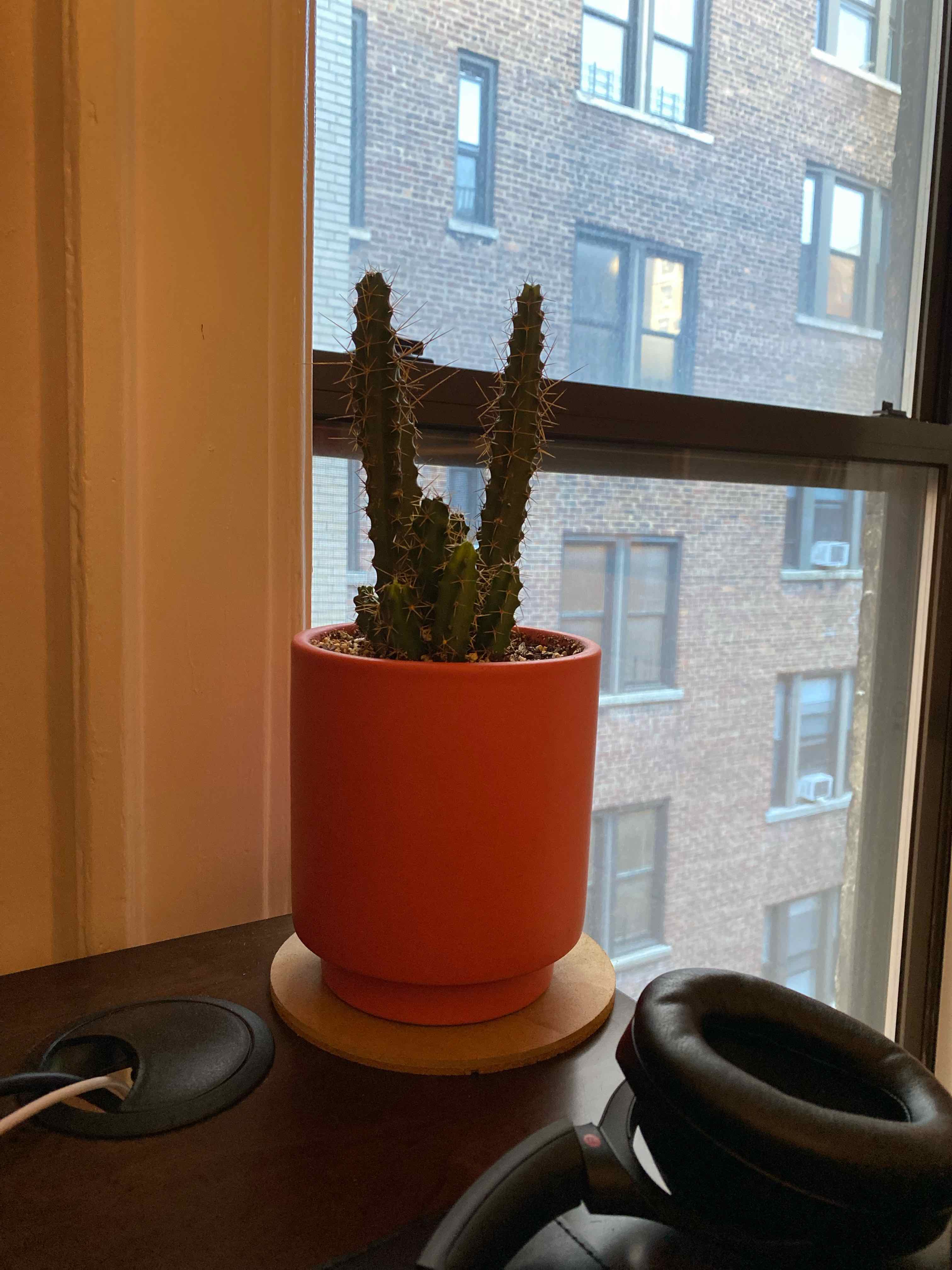 Lady-Finger Hedgehog Cactus in a red pot on a windowsill.