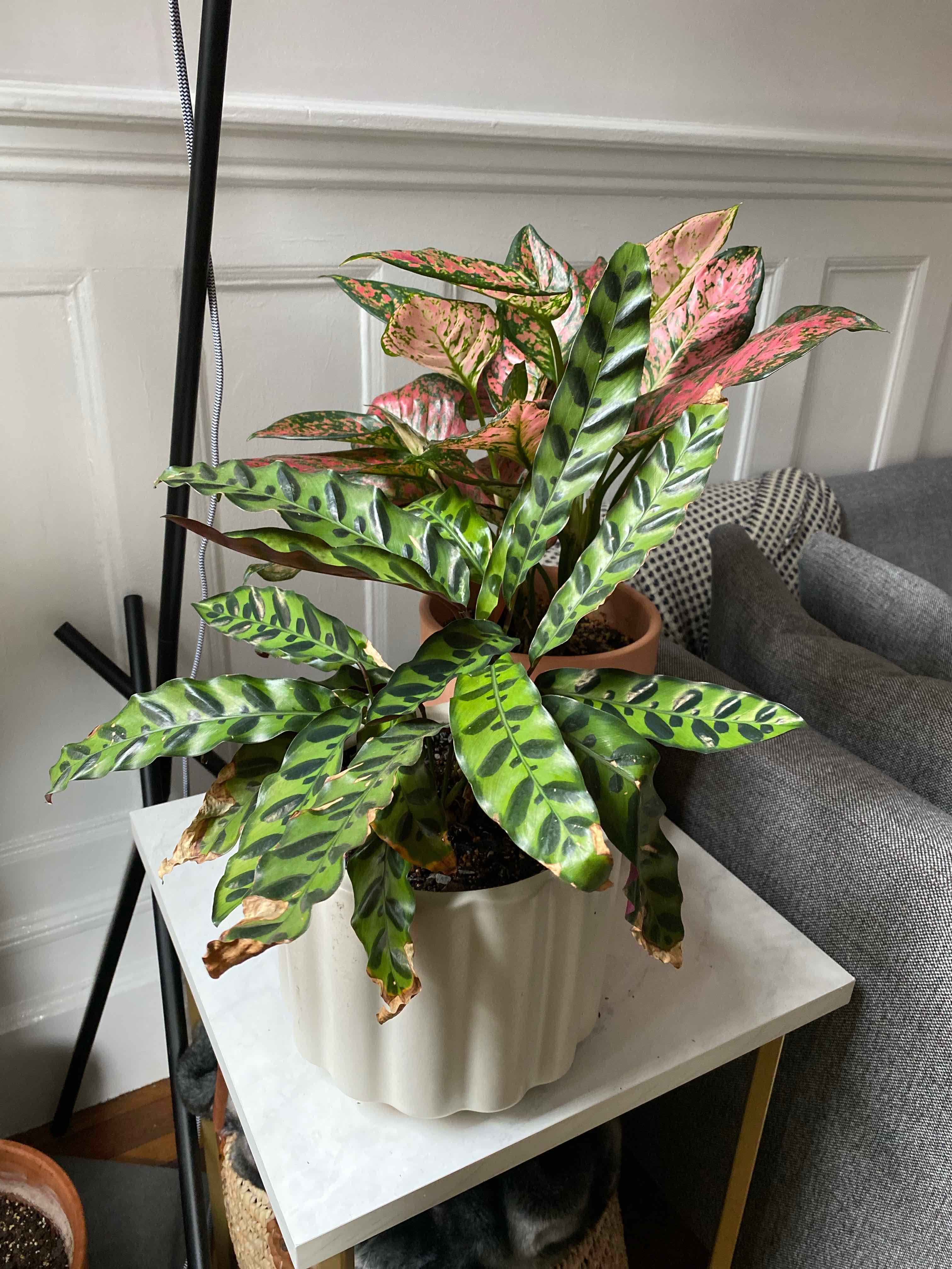 🐍 Why Are There Brown Spots On My Rattlesnake Plant Leaves?