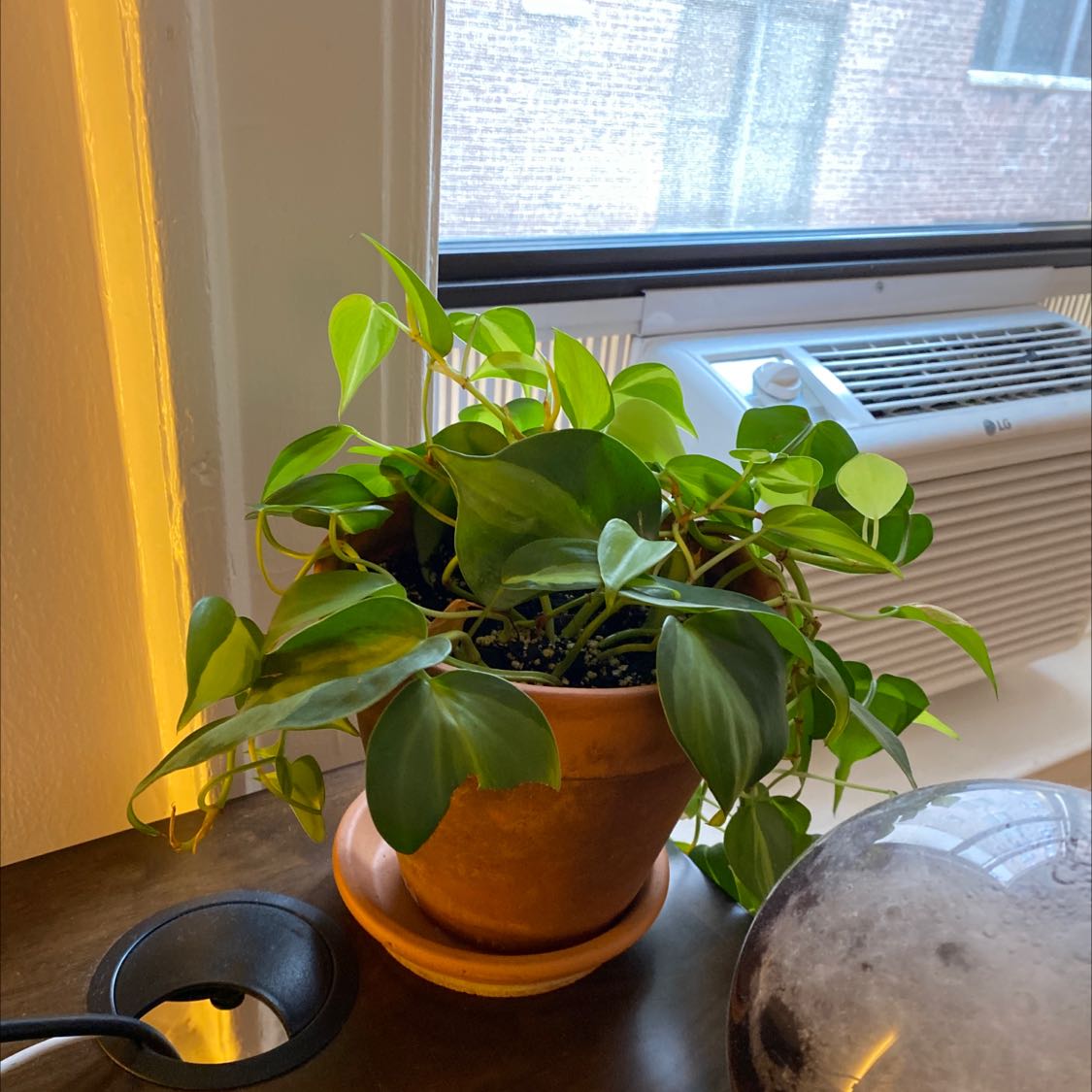 Healthy, mature Heartleaf Philodendron plant with lush green heart-shaped leaves in a terra cotta pot on a sunny windowsill.