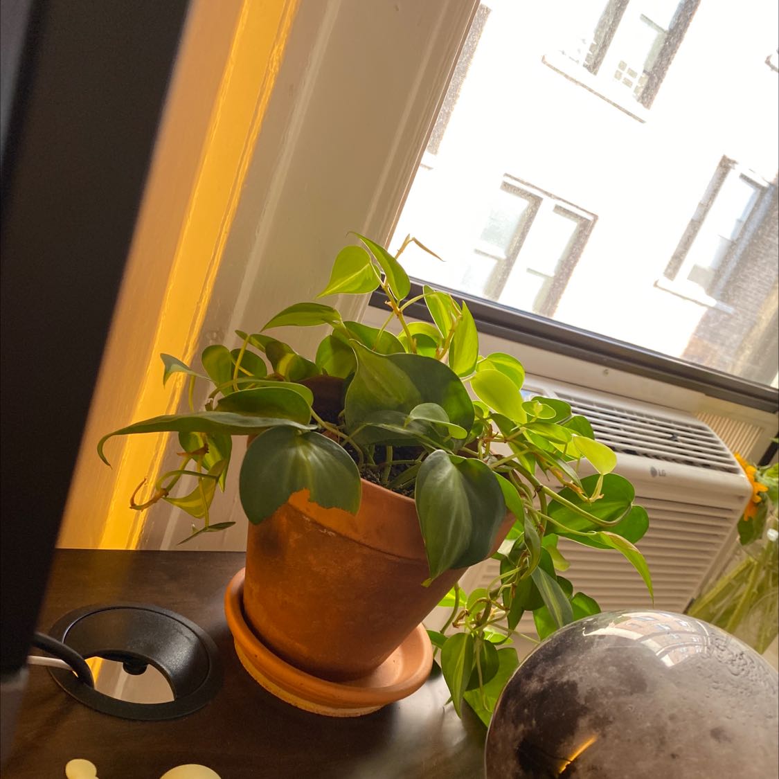 Vibrant, healthy Heartleaf Philodendron plant with lush green foliage in a terracotta pot on a sunlit windowsill.