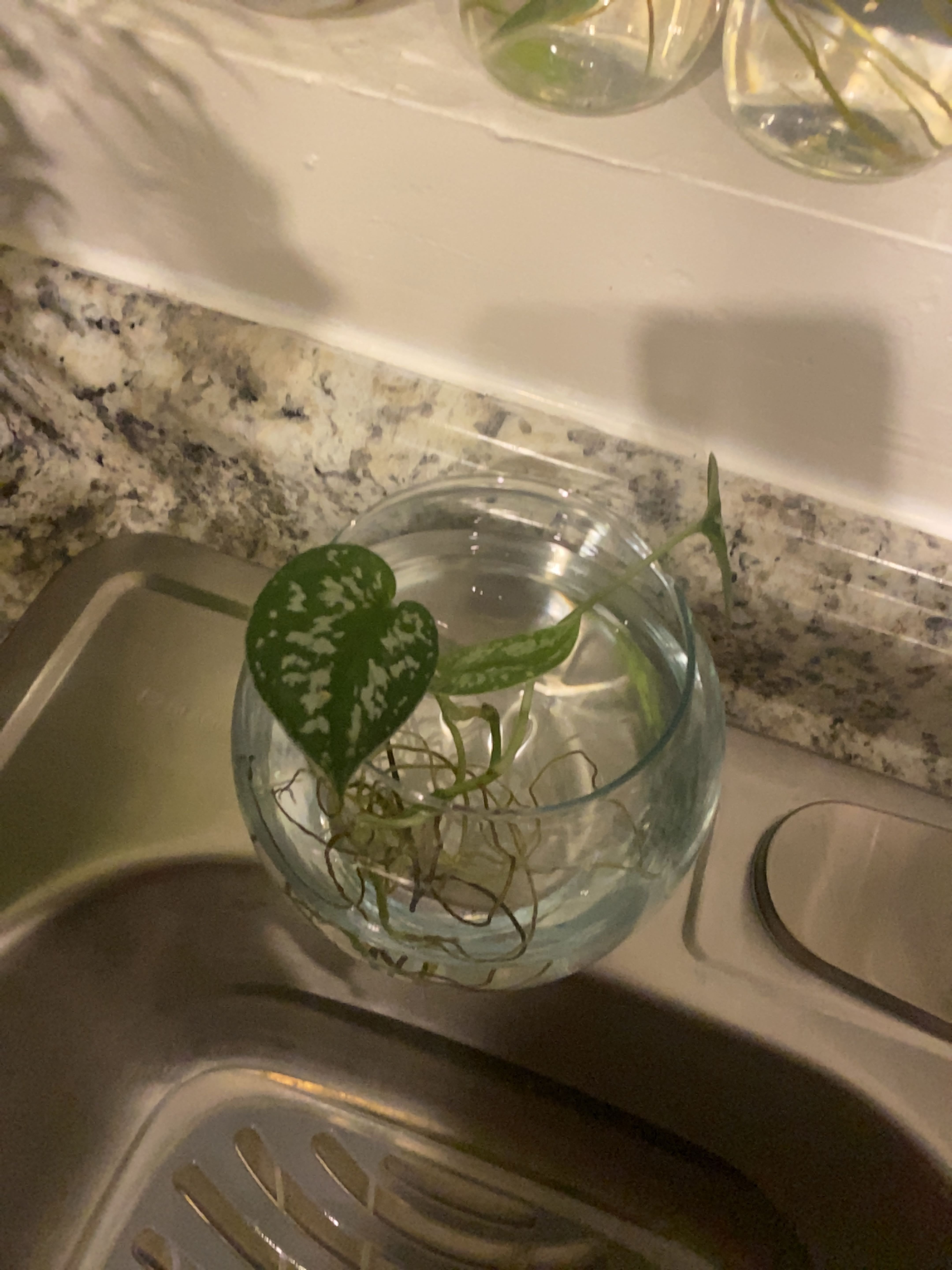 Satin Pothos is Toxic To Humans