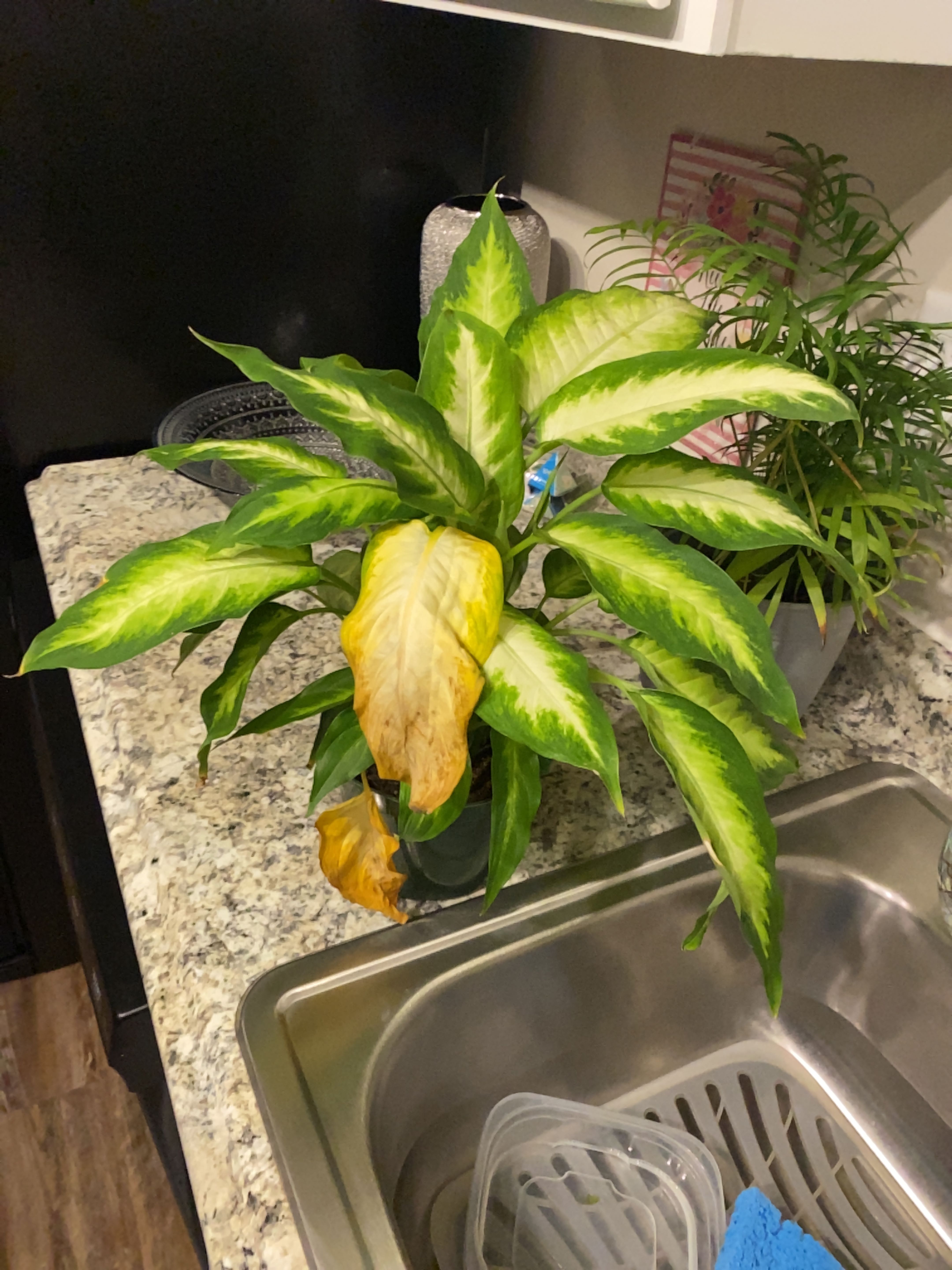 A healthy, thriving Dieffenbachia plant with vibrant green and yellow variegated leaves in a kitchen sink.