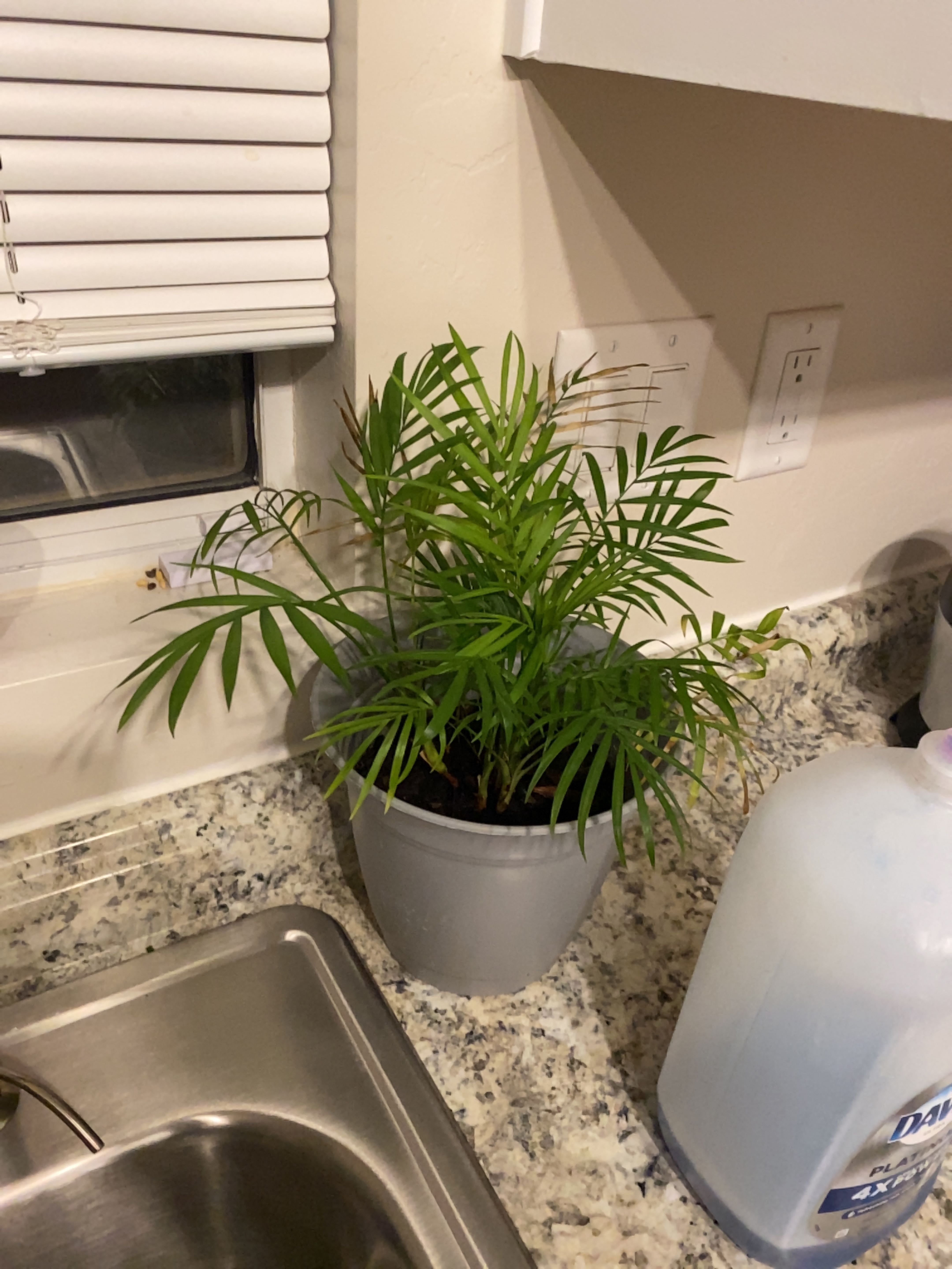 What Does It Mean When Parlour Palm Blooms?