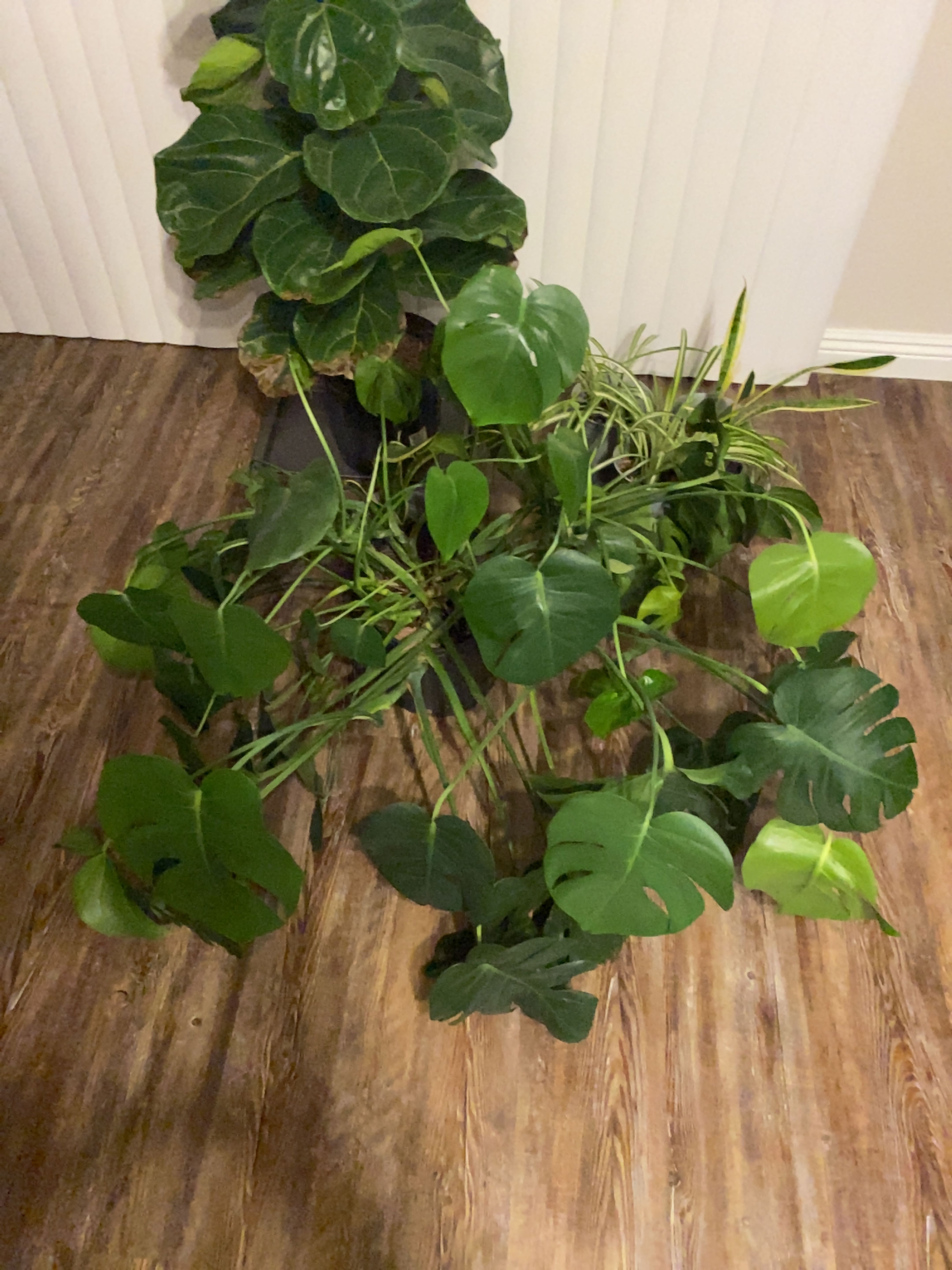 Philodendron Xanadu plant with healthy green leaves on a wooden floor.