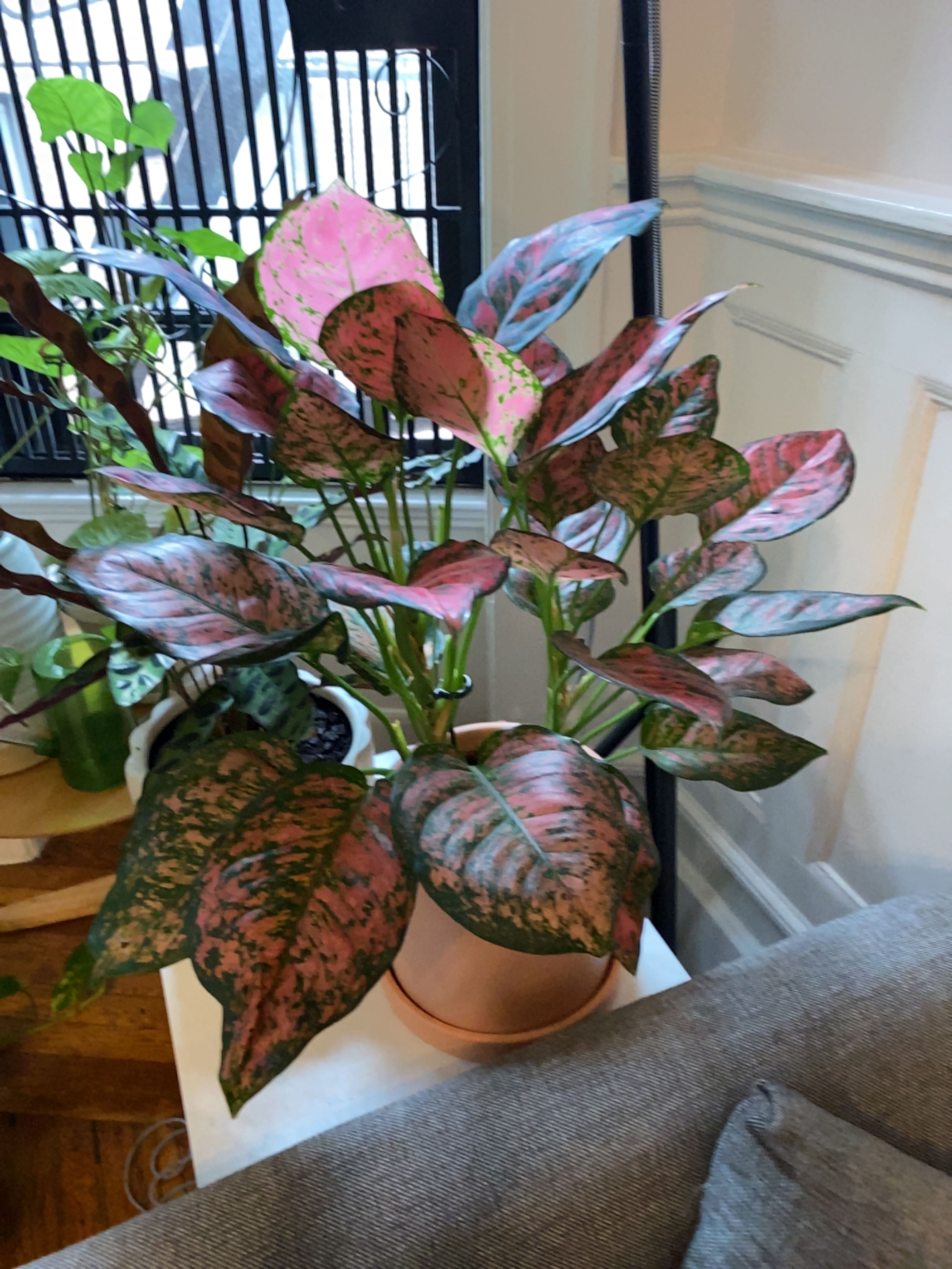 A healthy Chinese Evergreen houseplant with vibrant green, pink and burgundy variegated leaves in a terracotta pot.