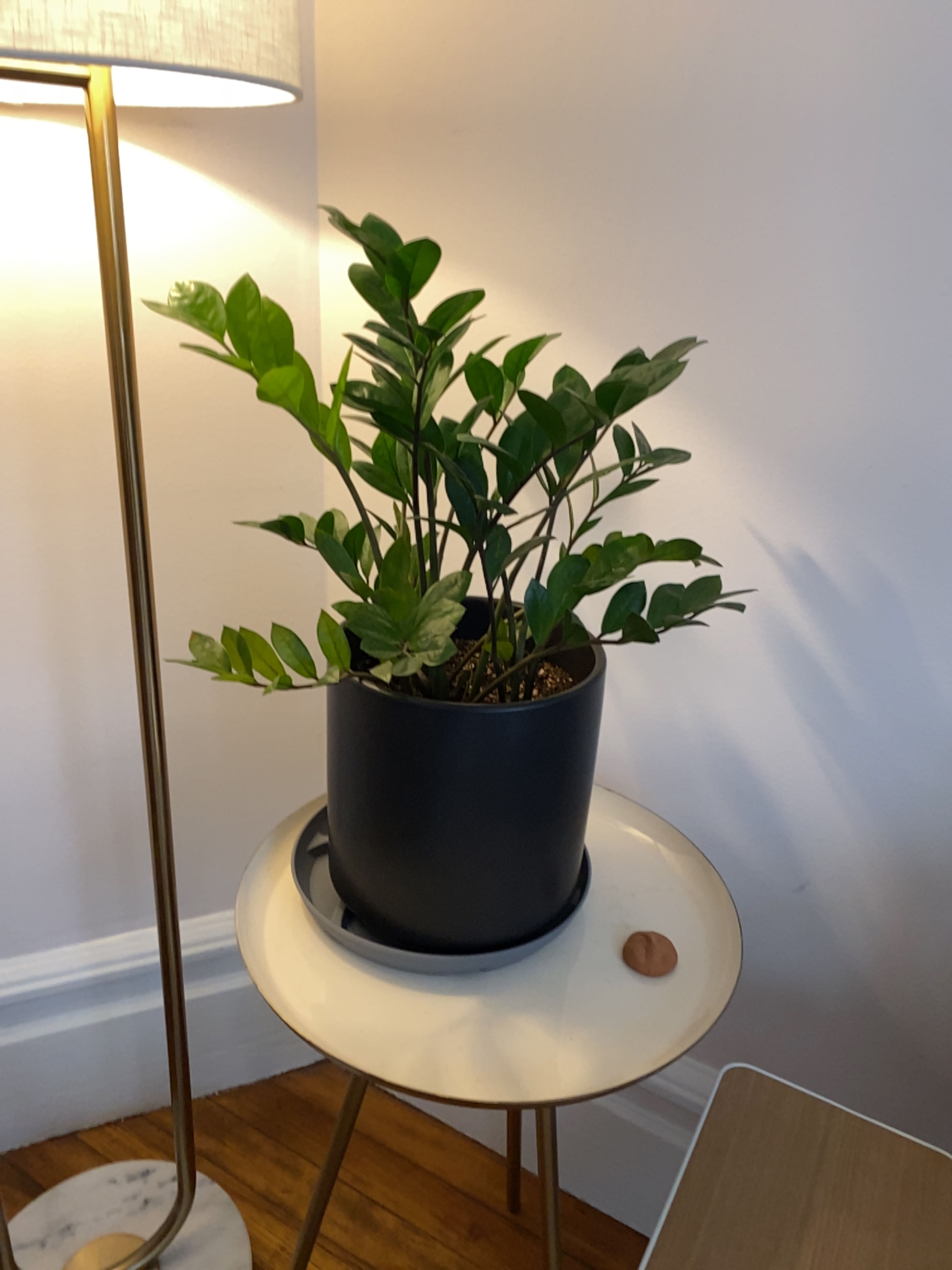 A healthy ZZ plant with glossy green leaves in a black pot, placed on a small wooden table next to a lamp.