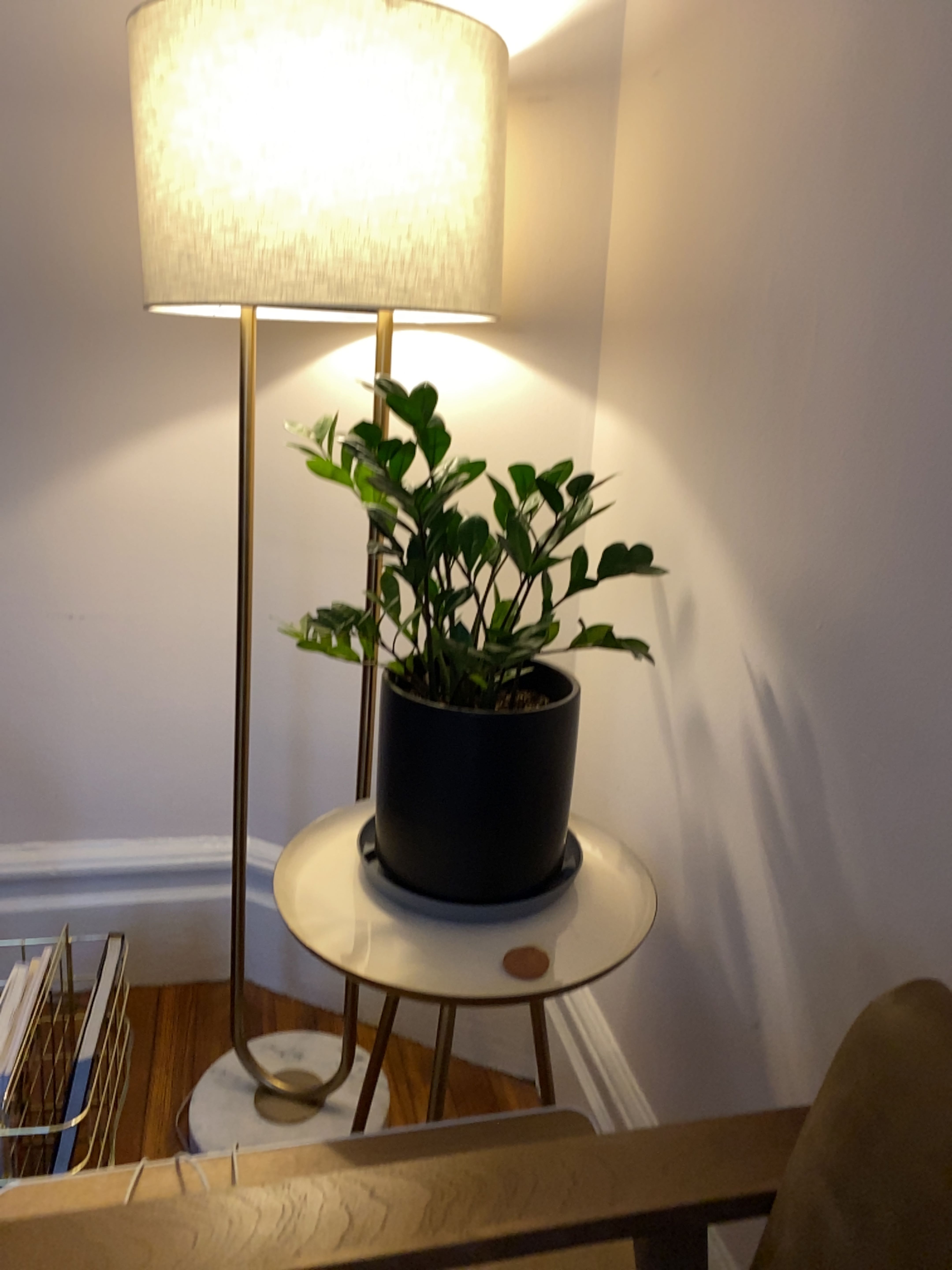 Healthy ZZ plant with lush green leaves in a black pot on a white table next to a stylish floor lamp.