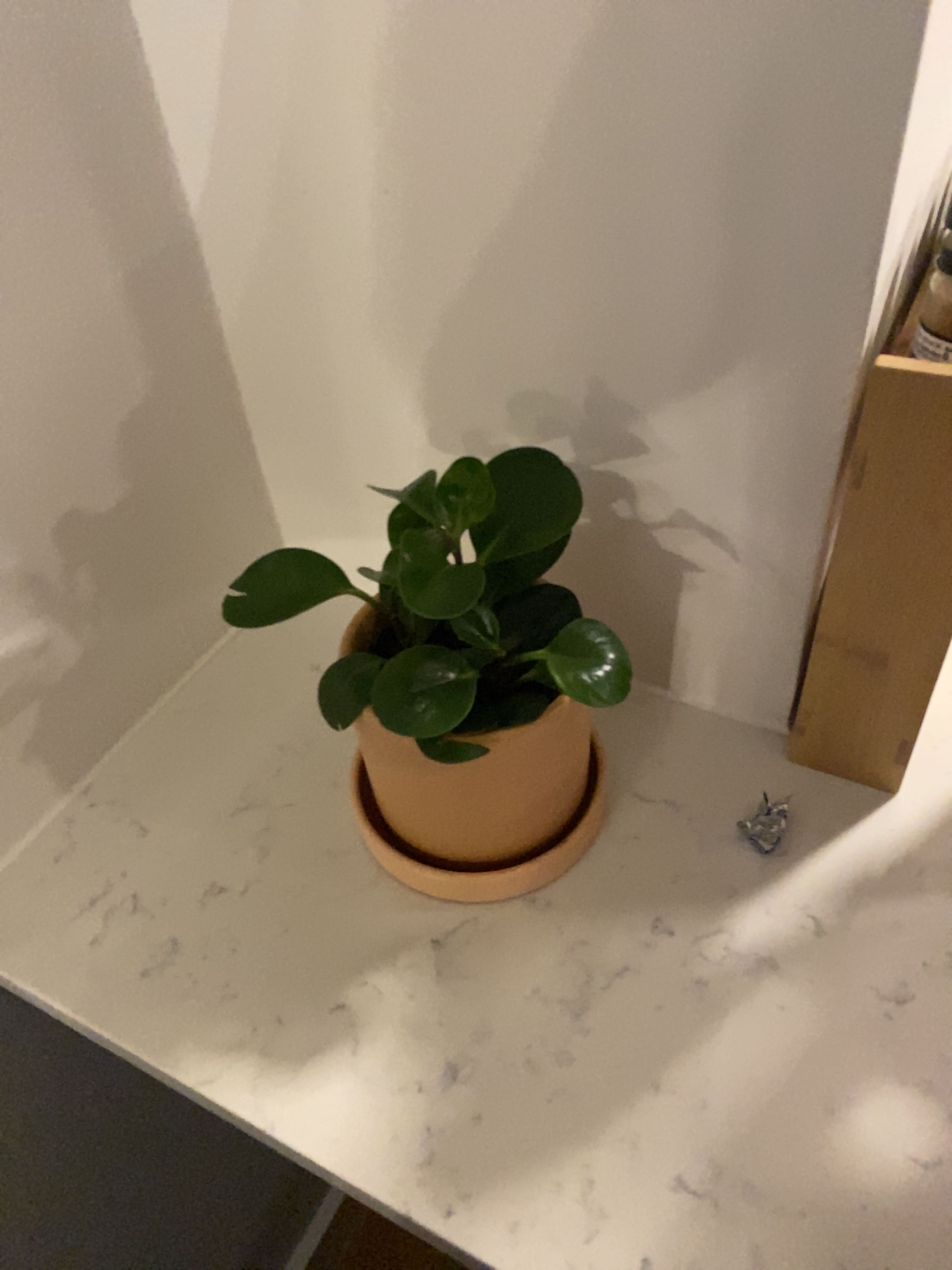 Healthy young Baby Rubber Plant in terracotta pot, with glossy green leaves and no signs of disease or discoloration.