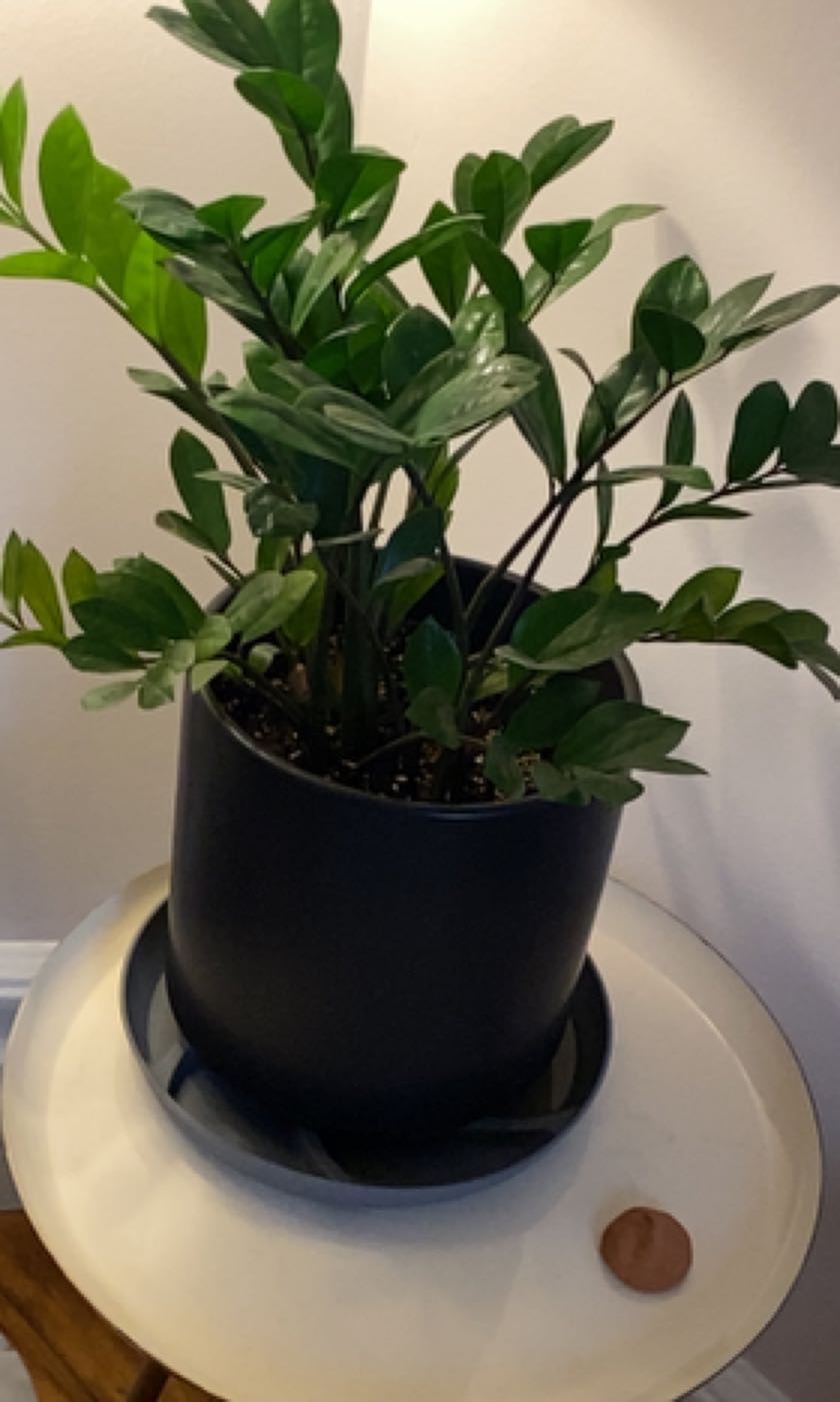 How To Prune Zz Plant