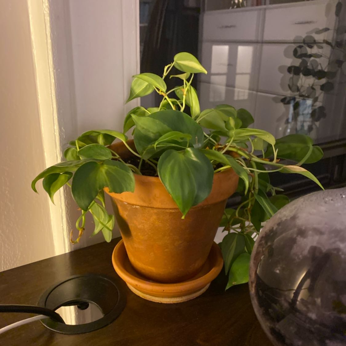 Healthy, vibrant Heartleaf Philodendron houseplant in a terracotta pot with lush green heart-shaped leaves cascading down.