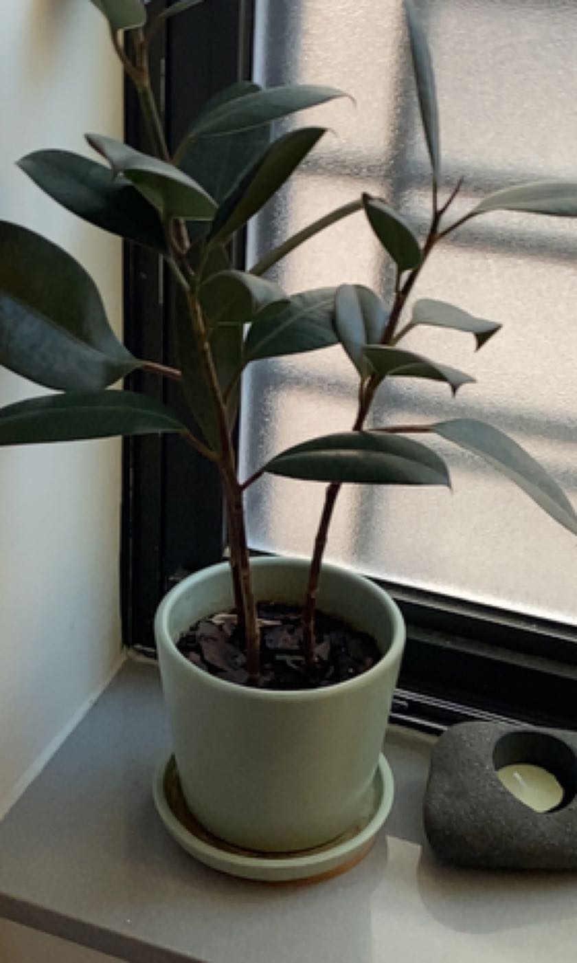 Healthy rubber plant with glossy green leaves in white ceramic pot on windowsill with natural light.