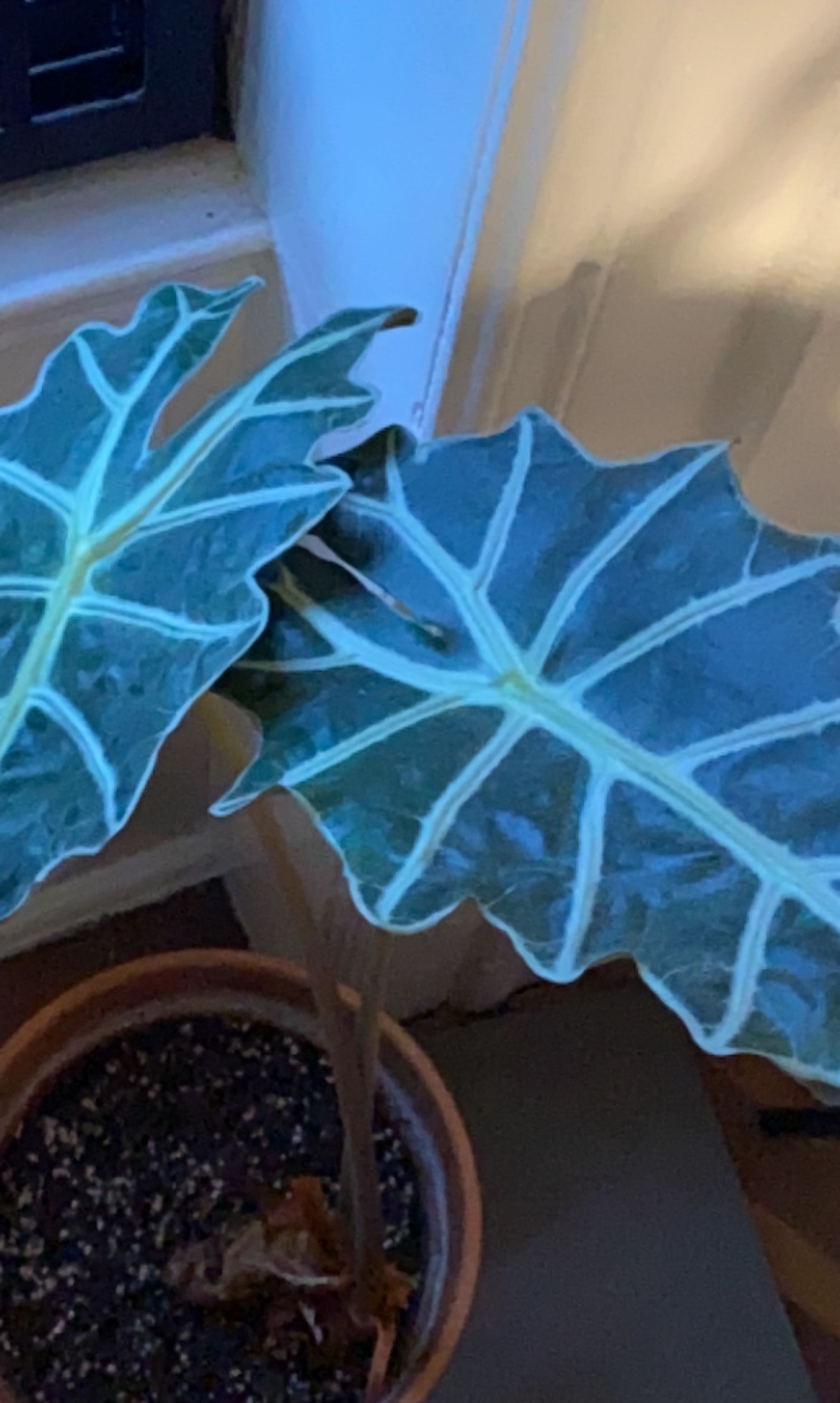 Alocasia Amazonica 'Polly' plant with two prominent leaves in a pot. Soil is visible.