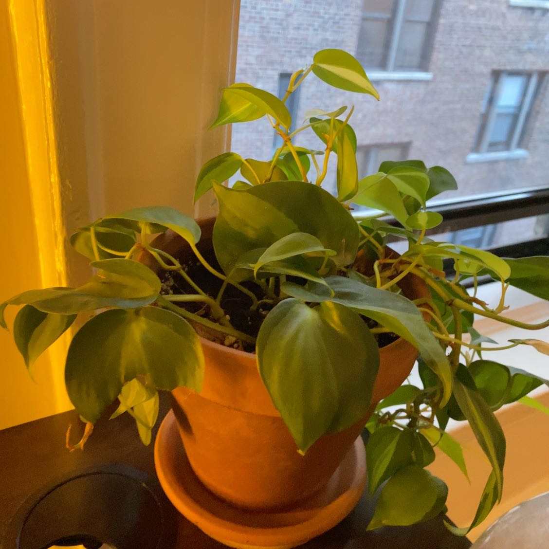 Thriving Heartleaf Philodendron plant with lush green foliage growing in a terracotta pot on a window sill.
