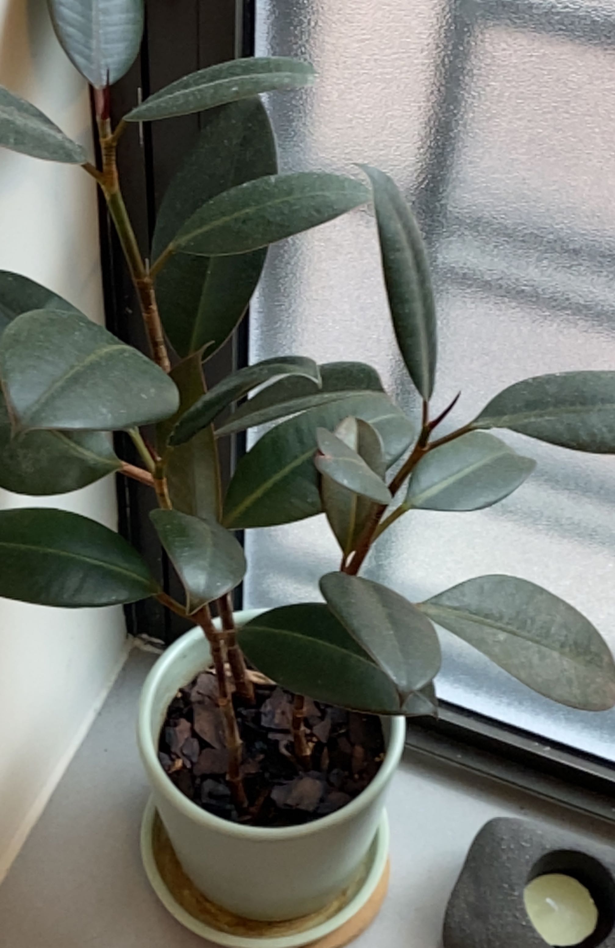 Healthy rubber plant with glossy green leaves in white ceramic pot, soil visible. No discoloration or health issues.