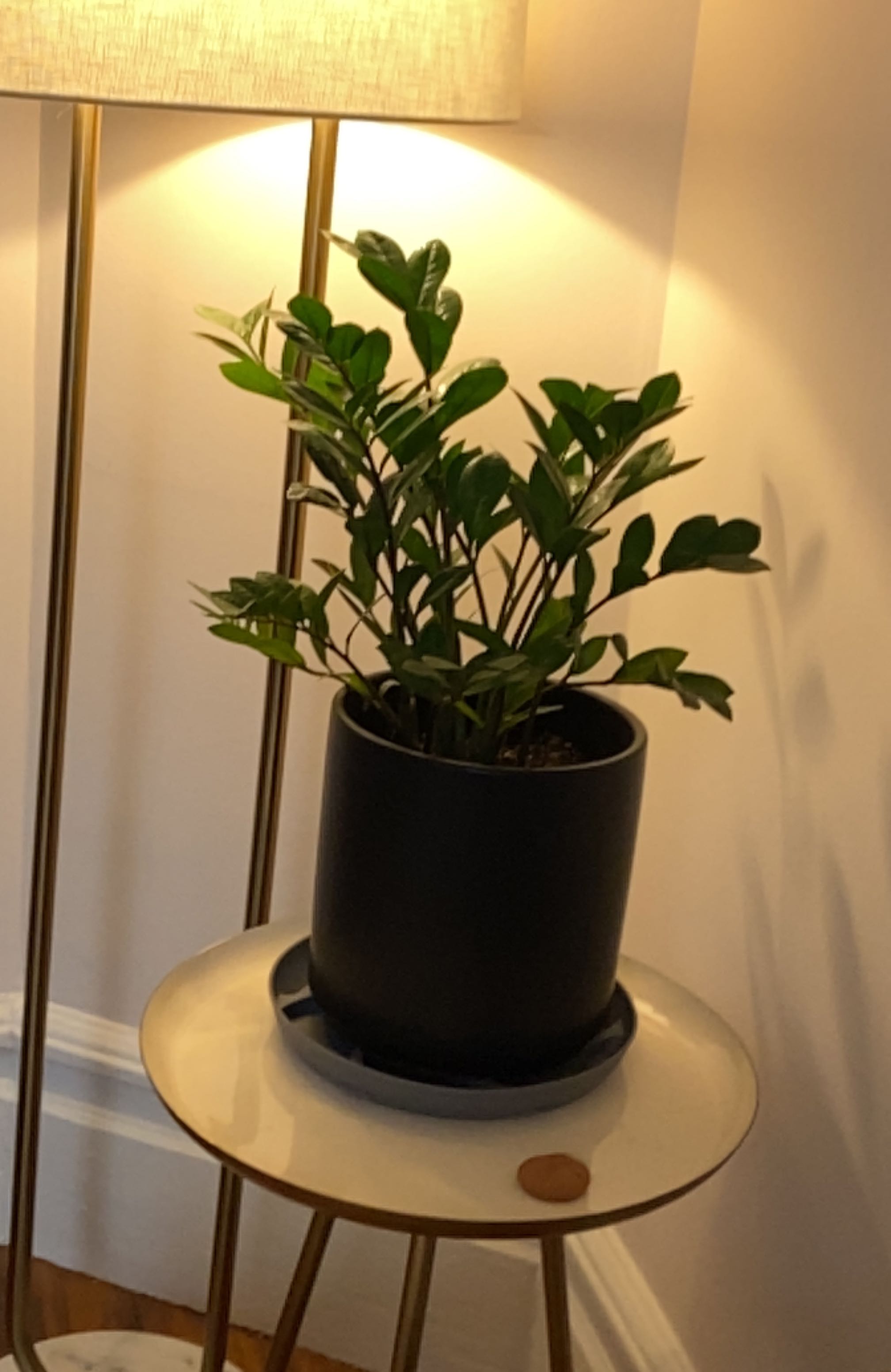 Healthy ZZ plant with glossy green pinnate leaves in black plastic pot on small table, well-framed and in focus.