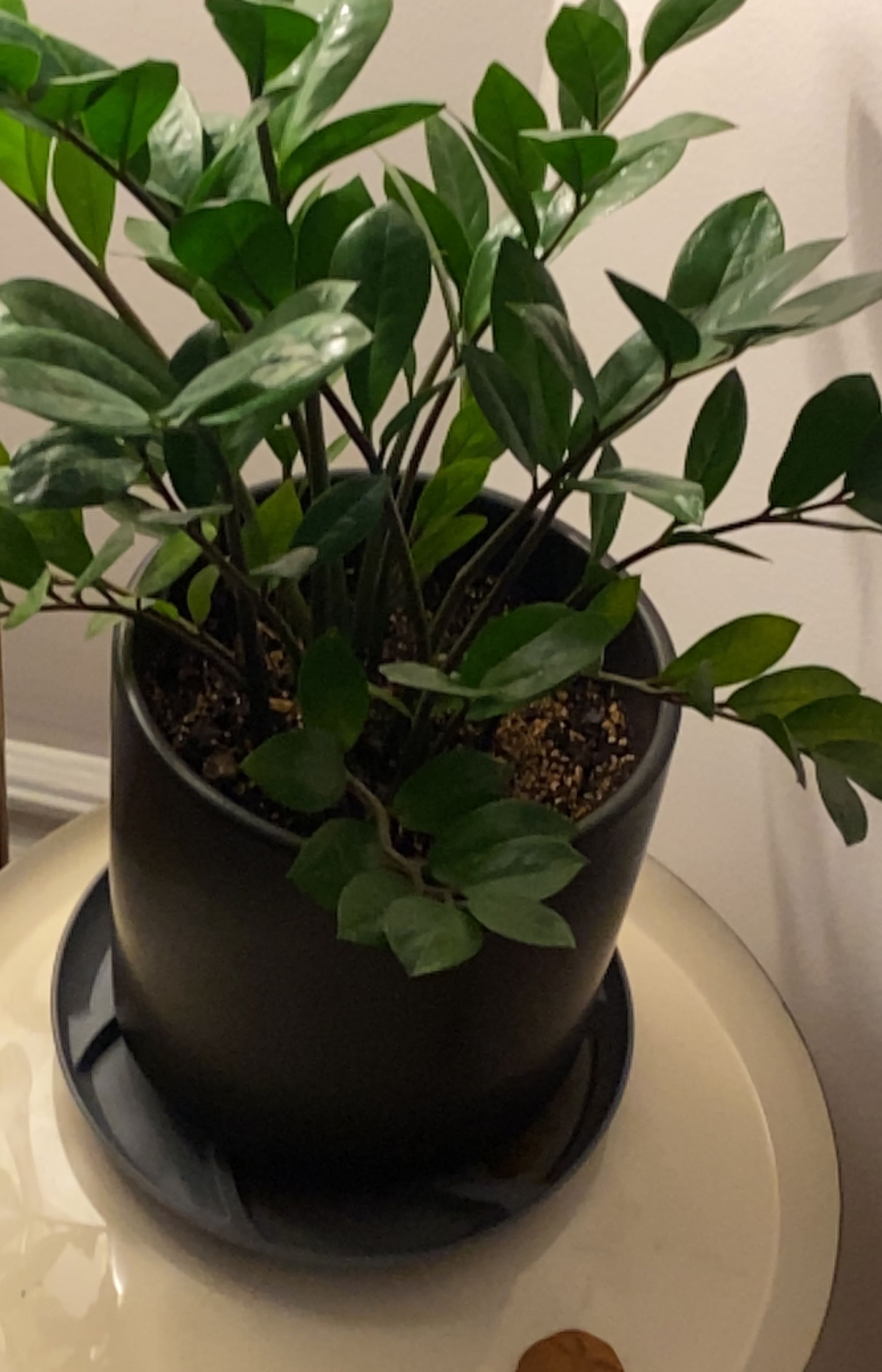 A thriving ZZ plant in a black ceramic pot, with lush green pinnate leaves and no signs of discoloration or disease.