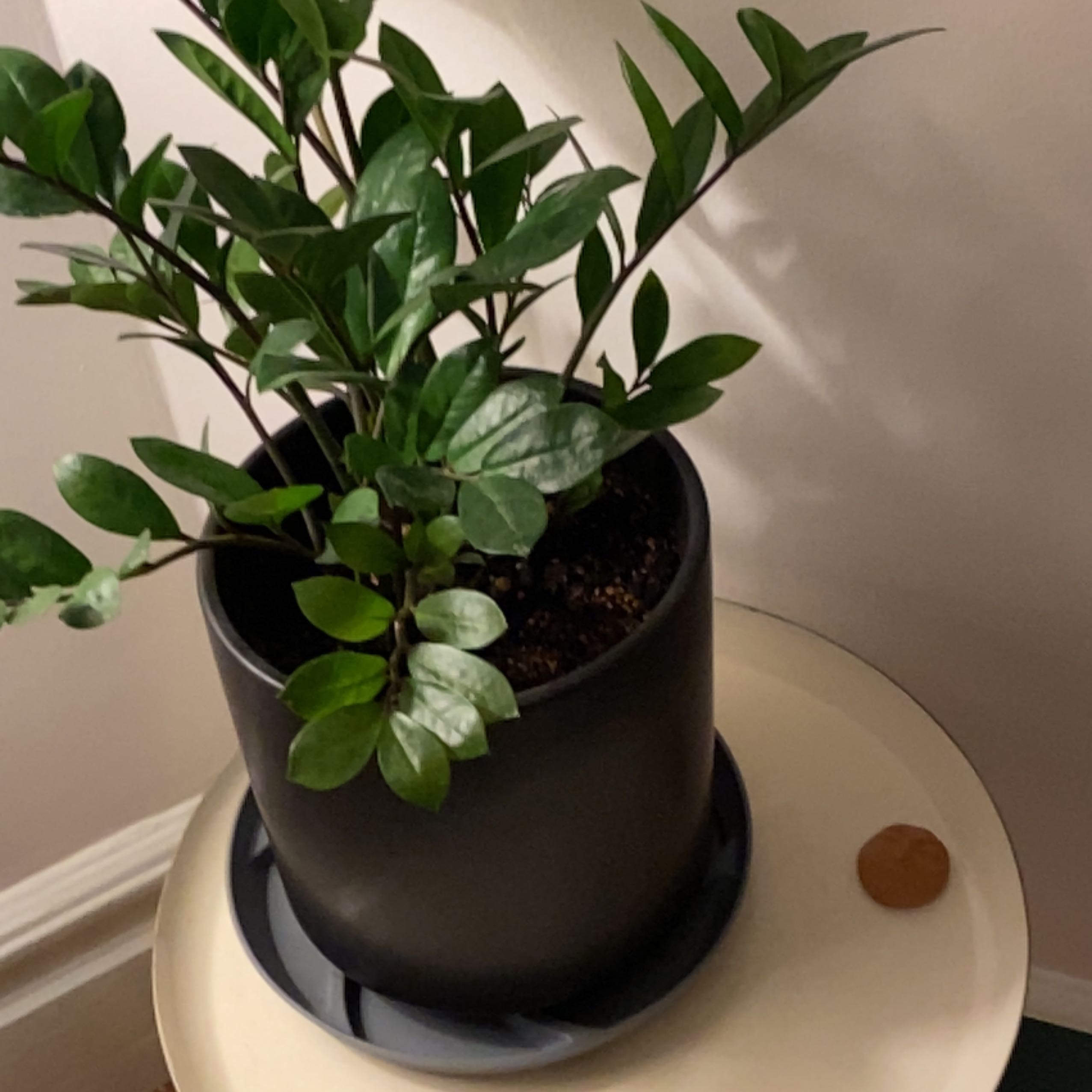 Healthy ZZ plant with glossy dark green leaves in a black ceramic pot, sitting on a white surface.