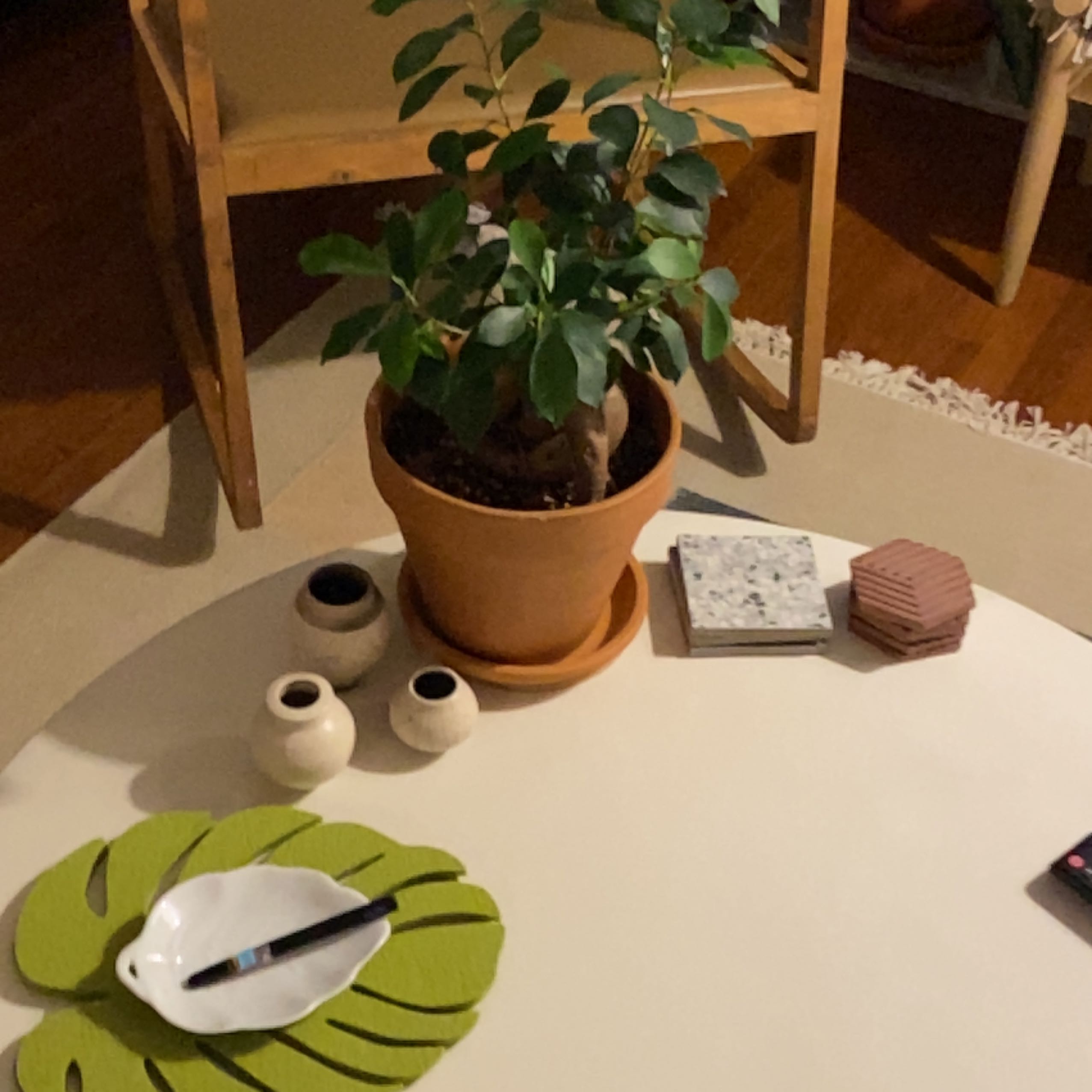 A healthy Ficus Ginseng bonsai tree in a terracotta pot on a table with decorative vases and a leaf-shaped plate.