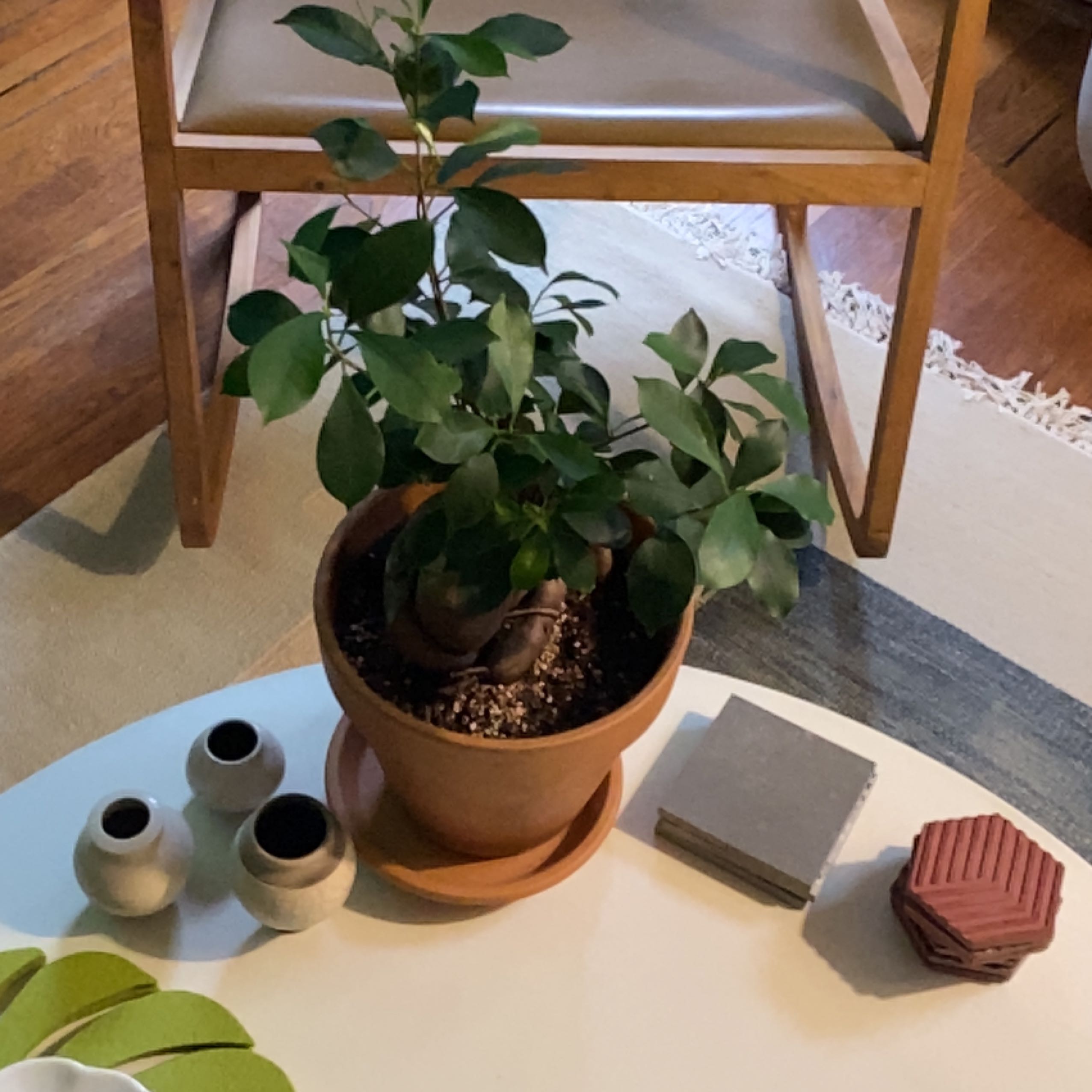 Healthy Ficus ginseng bonsai tree with thick bulbous trunk and glossy green leaves, in a terracotta pot on a beige rug.