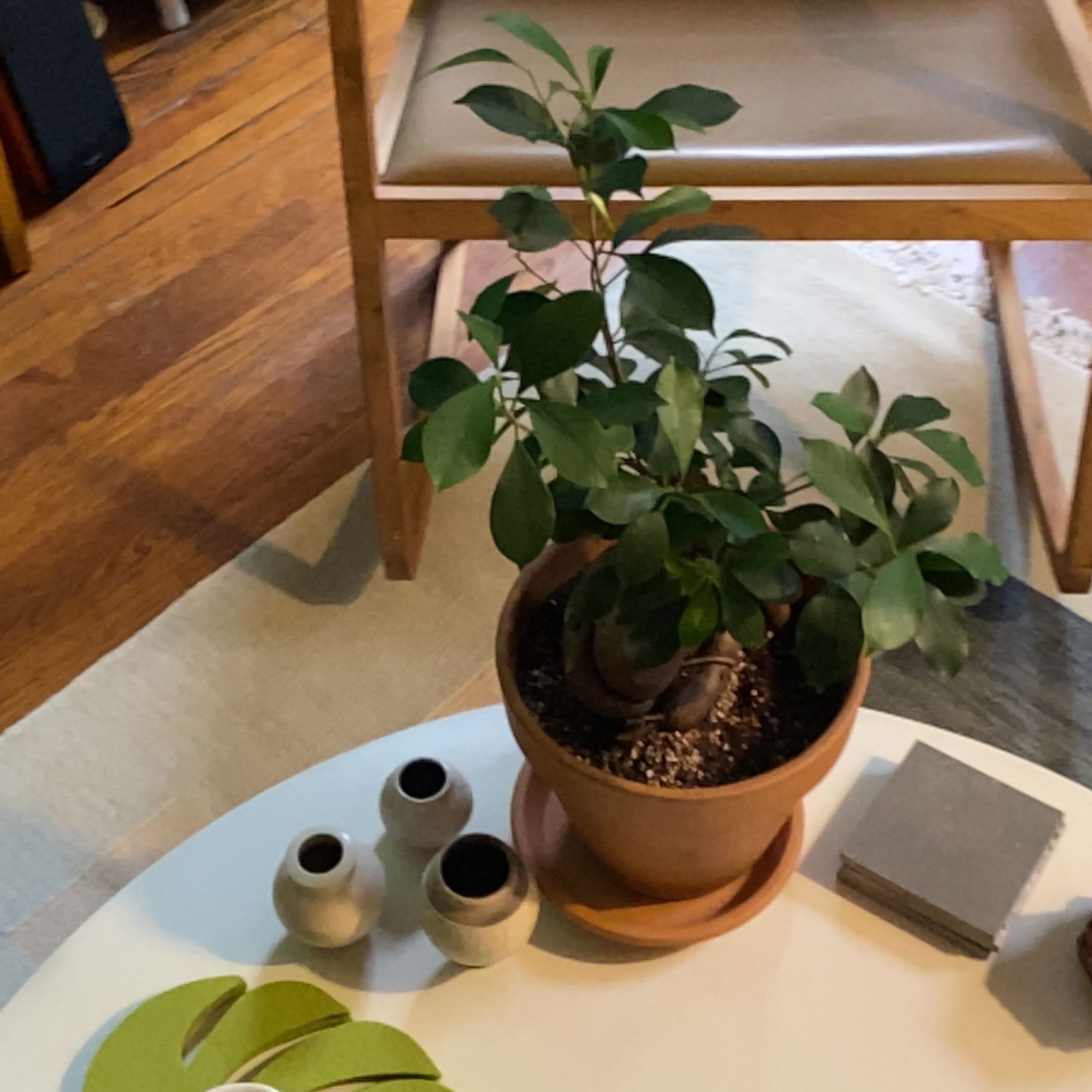 Healthy Ficus Ginseng bonsai plant with glossy green leaves and characteristic gnarled trunk in a terracotta pot on a wooden table indoors.