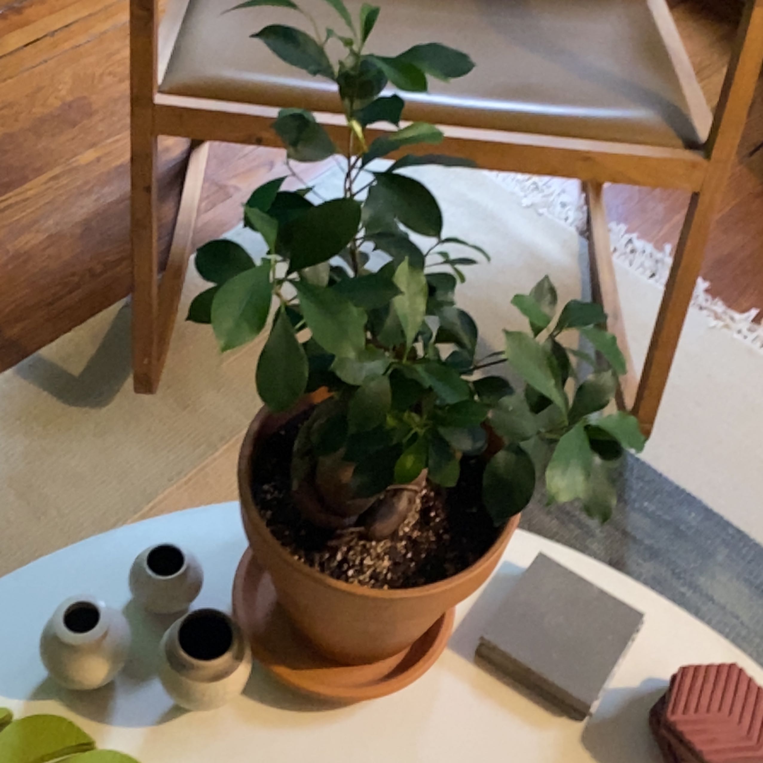 Healthy Ficus Ginseng bonsai plant in a brown ceramic pot, with glossy green leaves, on a light surface with decorative items nearby.