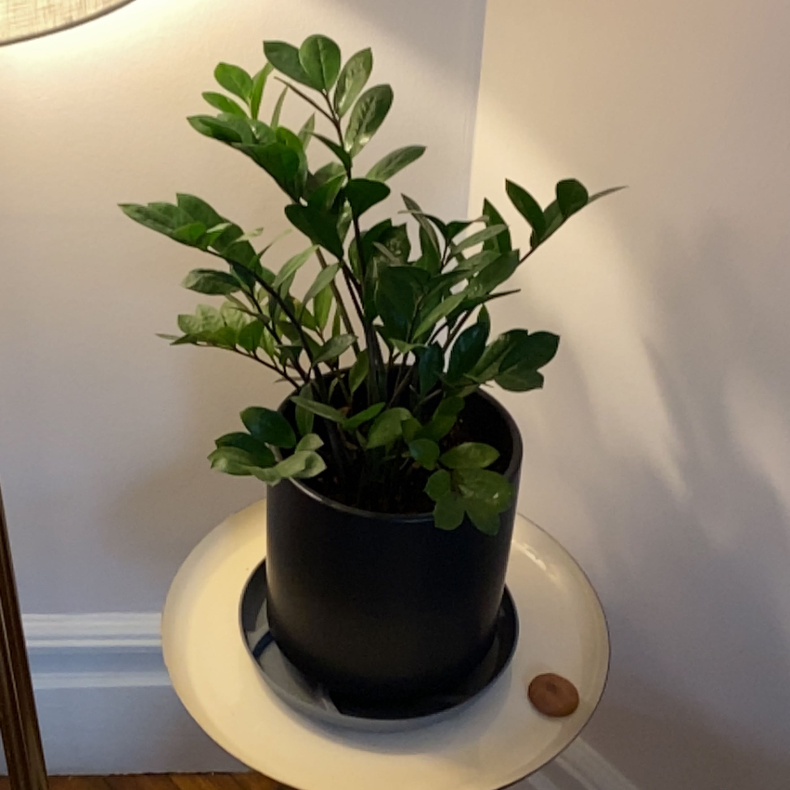 Healthy, glossy ZZ plant with dark green pinnate leaves growing upright in a black nursery pot on a white surface.